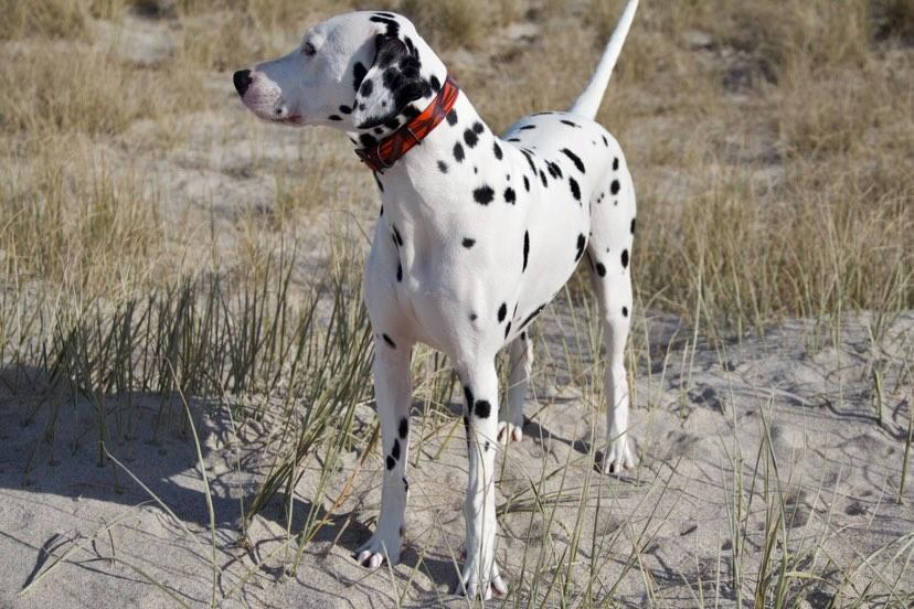 Classic Camo Dog Collars - Dalmatian