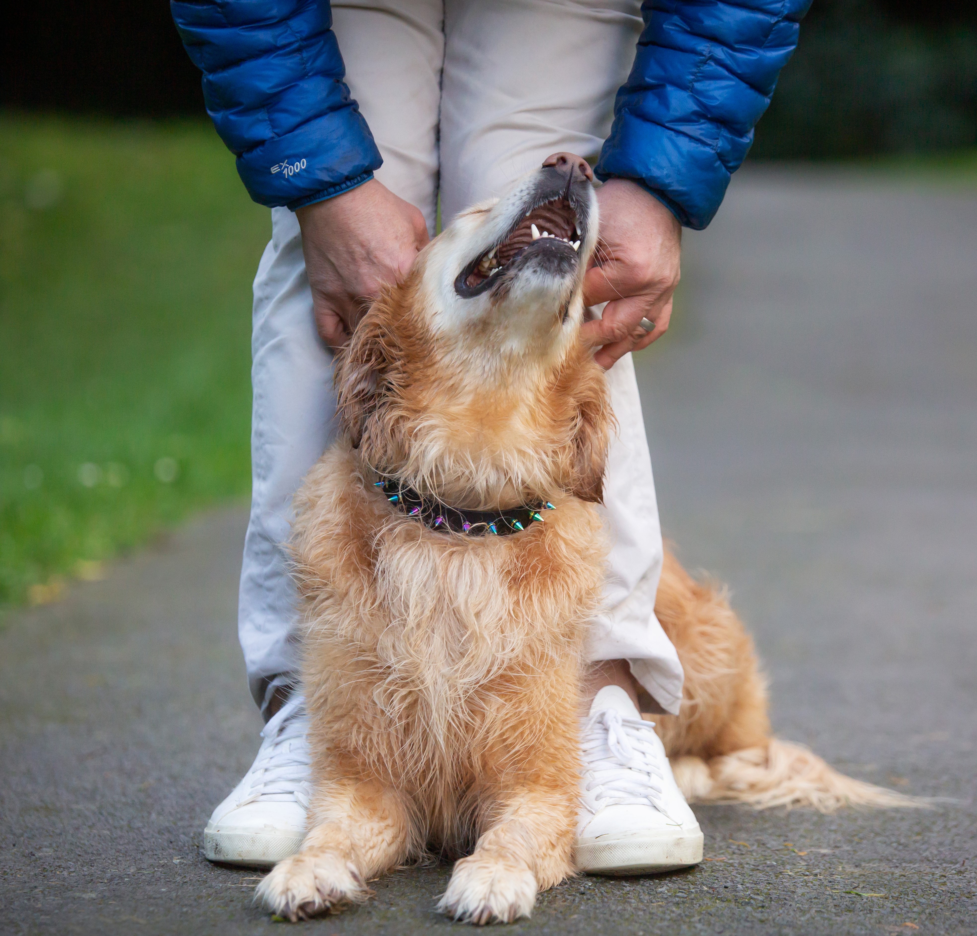 Fierce Collar - on Golden Retriever