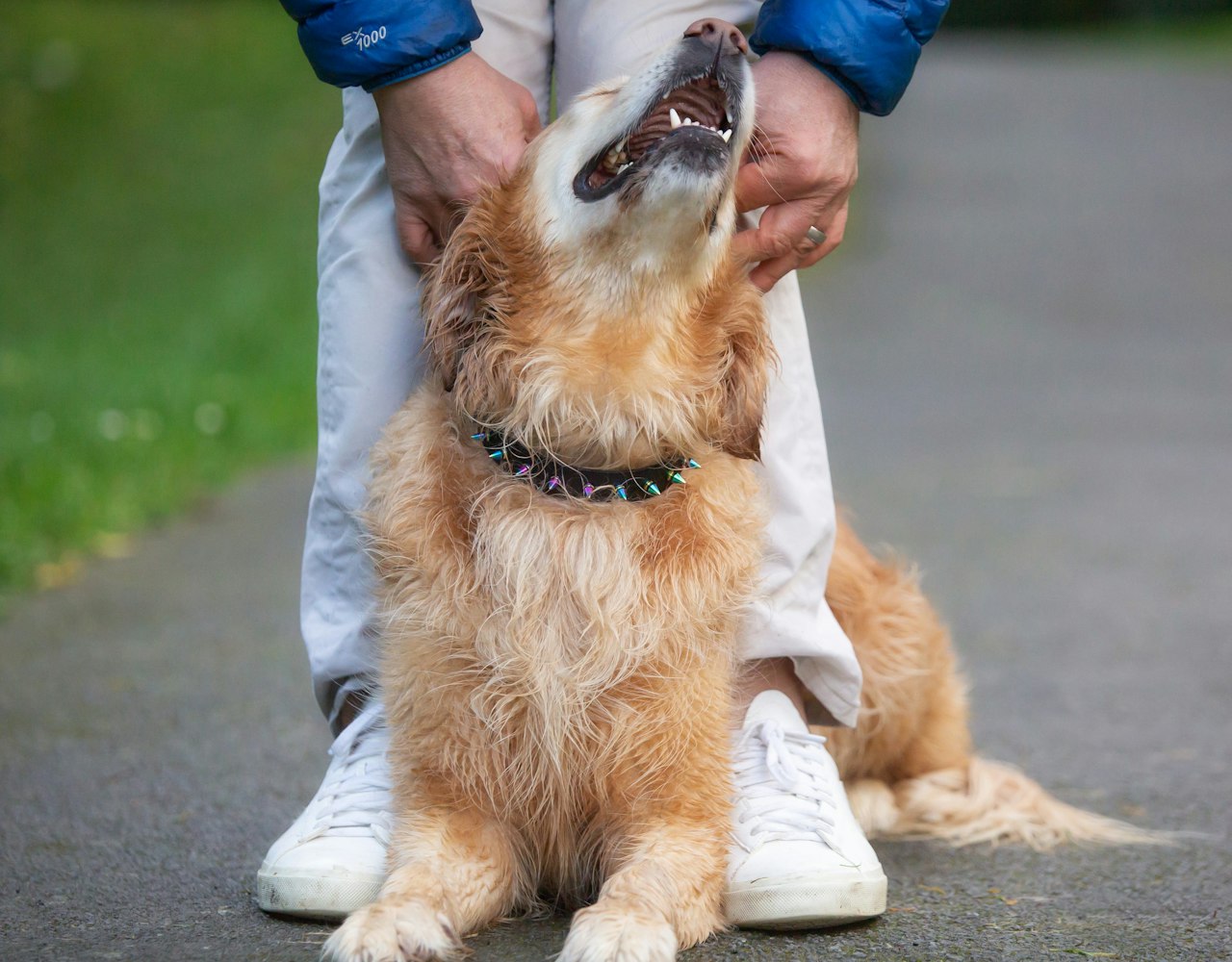 Fierce Collar - on Golden Retriever
