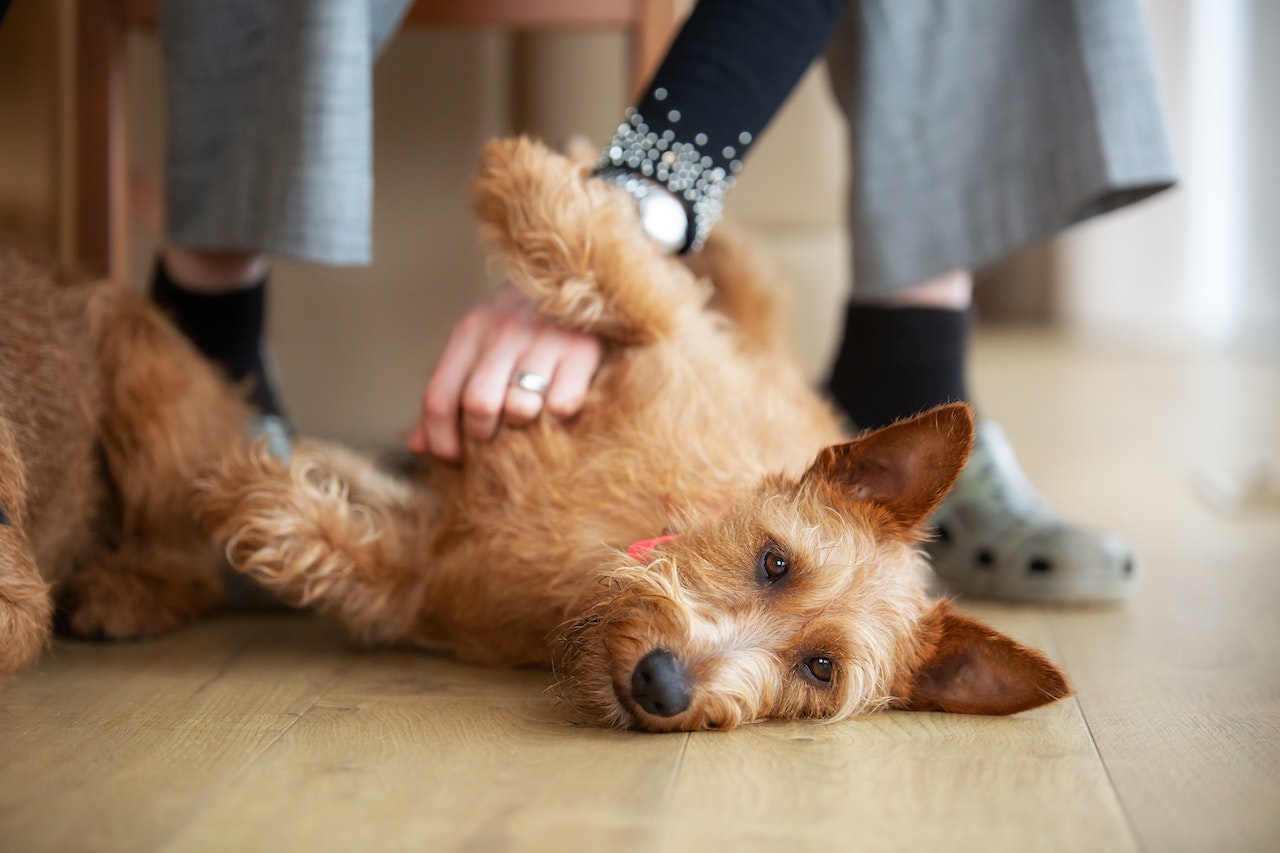 Pepper Irish Terrier