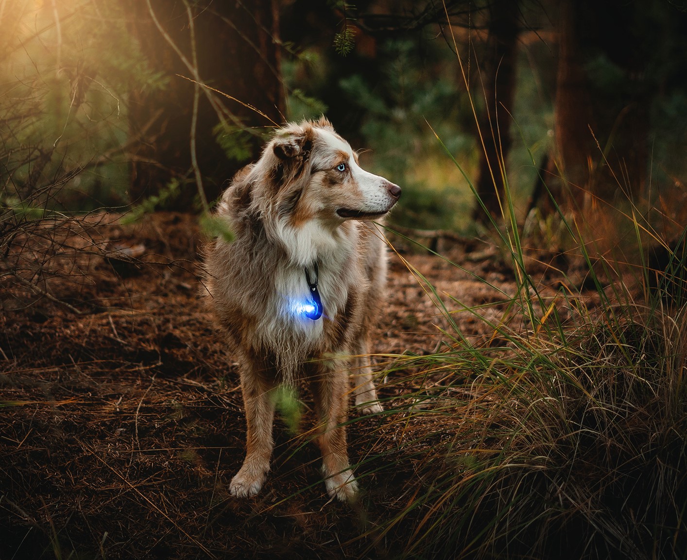 Orbiloc Dual Dog Safety Light and Carabiner - on Border Collie