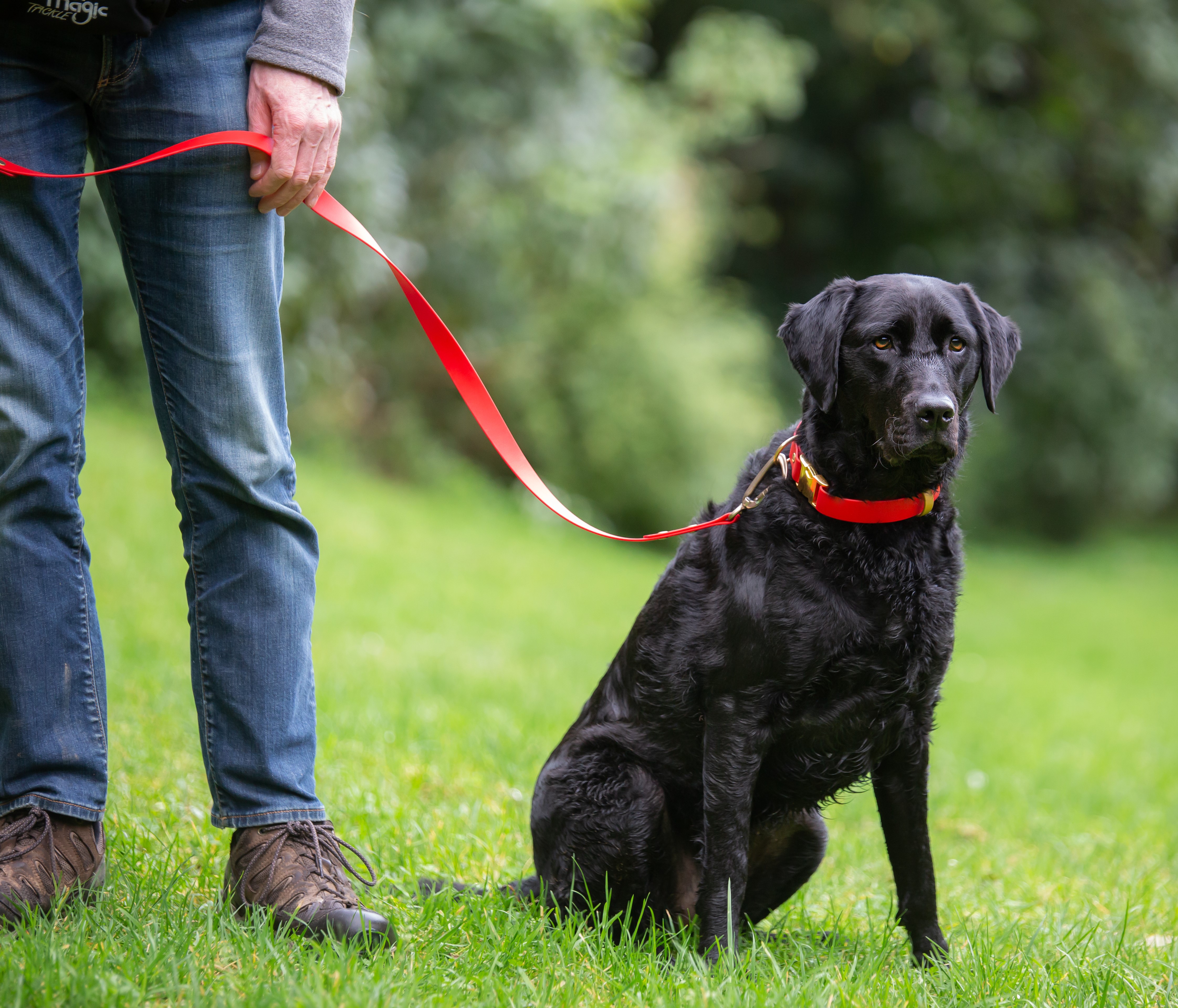 Carabiner Dog Lead - on Retriever