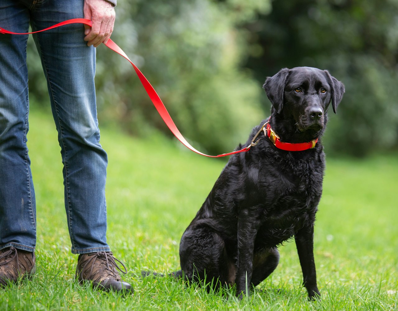 Carabiner Dog Lead - on Retriever