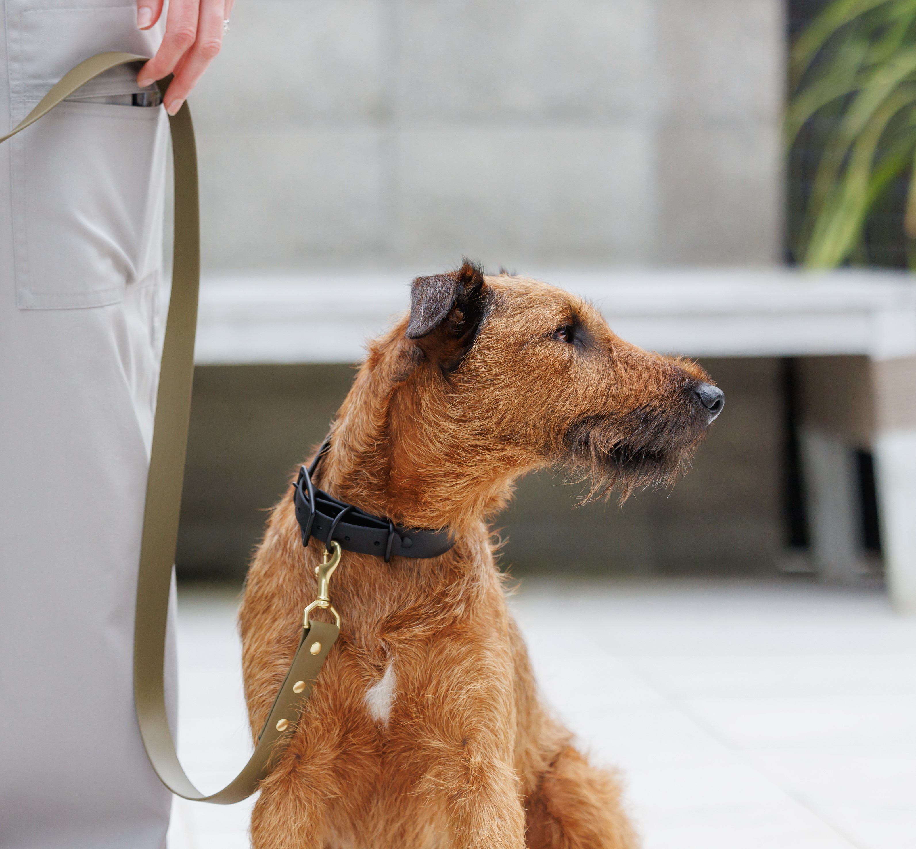 Classic Lead - Wide - Olive and Brass