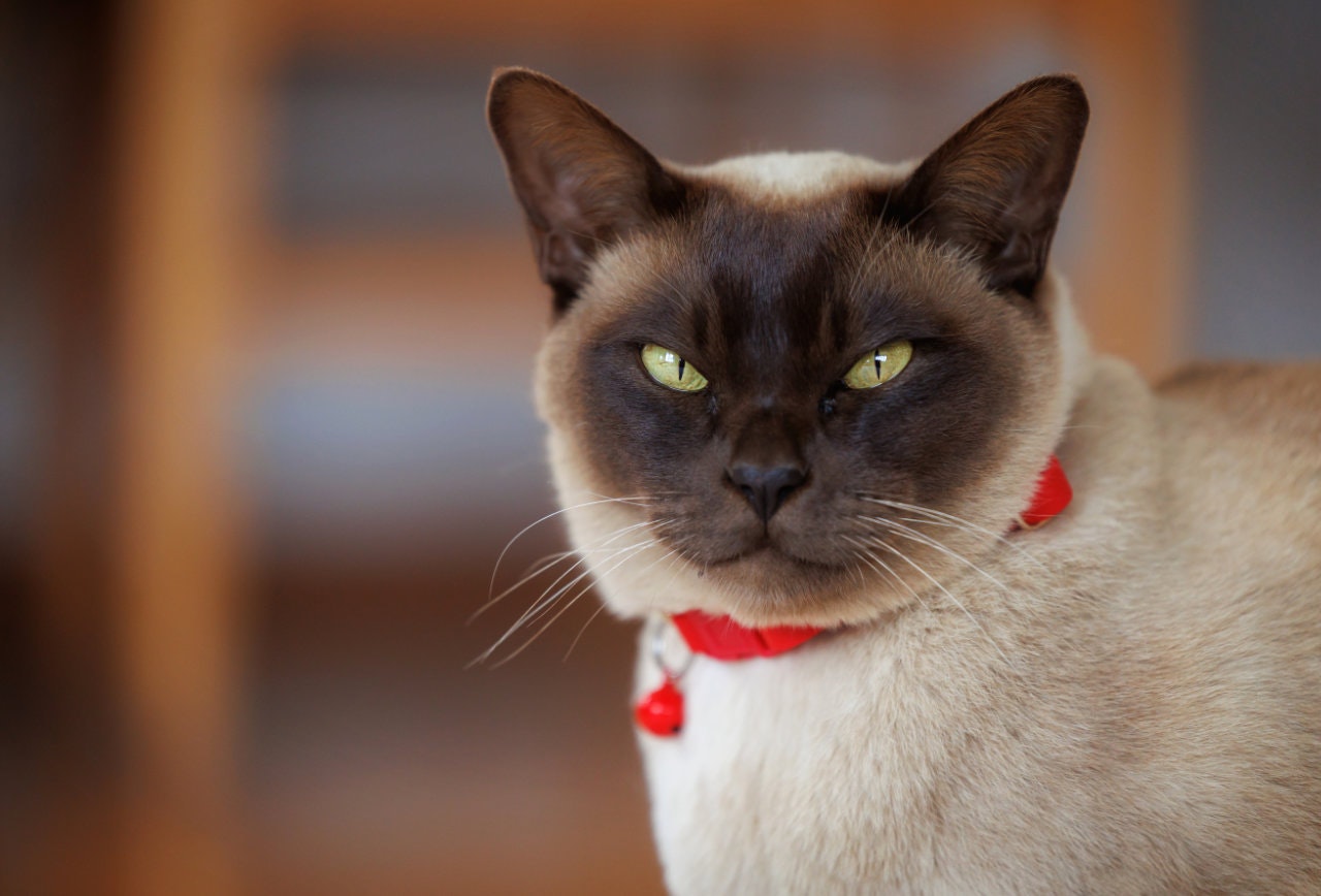 Odin Chocolate Point Burmese