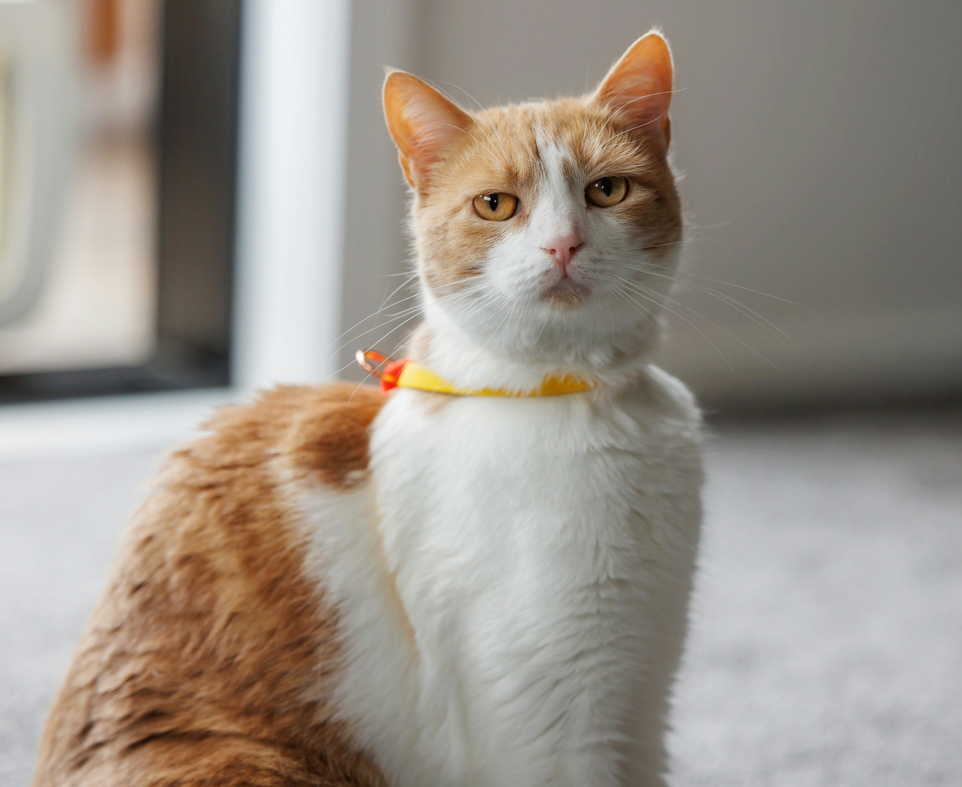 Sushi Ginger Domestic Shorthair