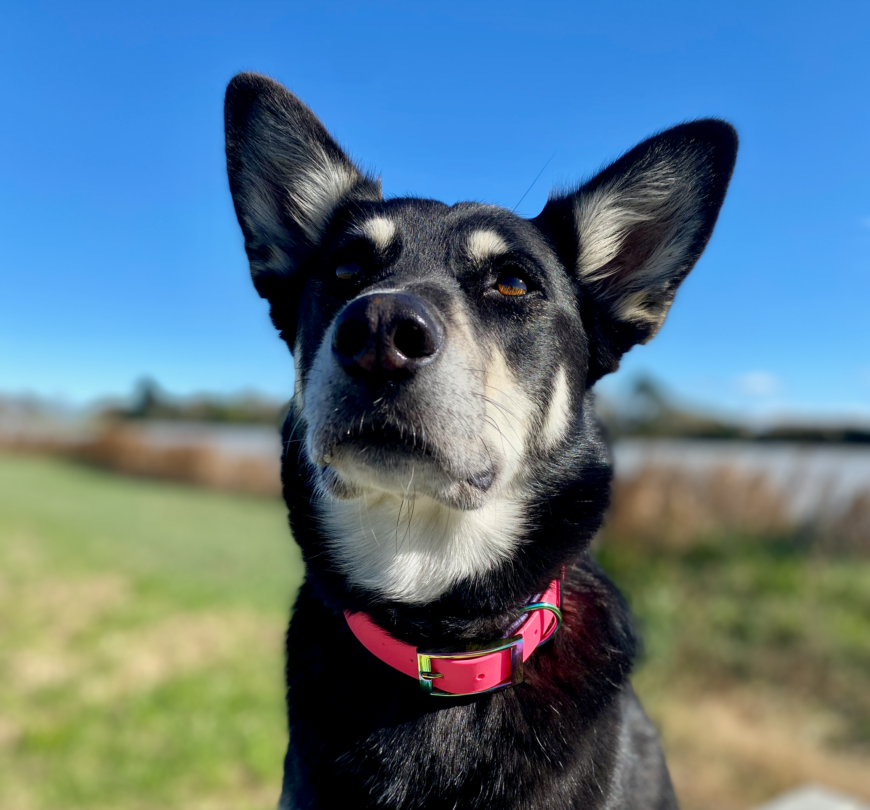 Storm Husky cross German Shepherd
