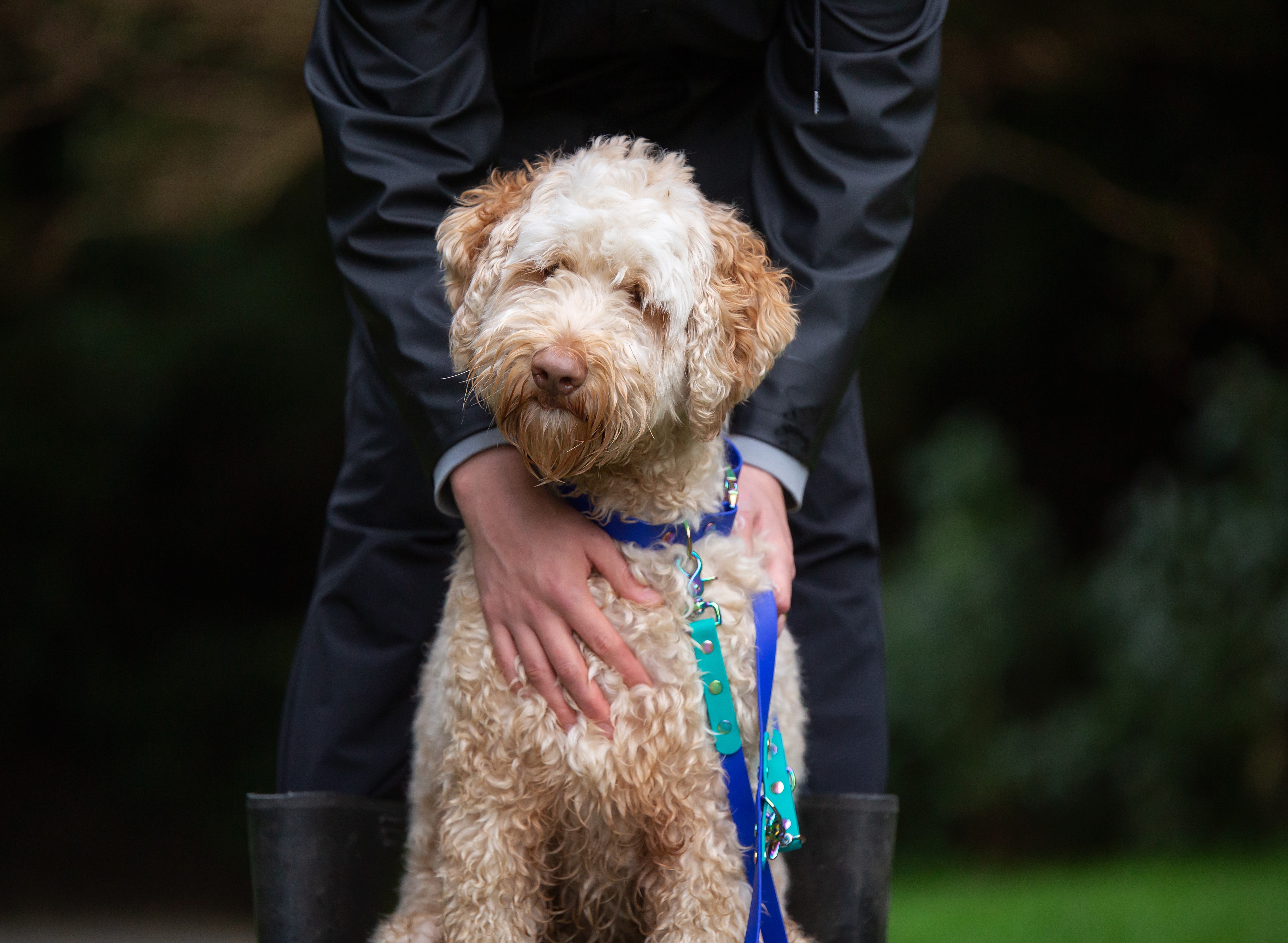 Adjustable Dog Lead - Teal and Royal Blue, Labradoodle