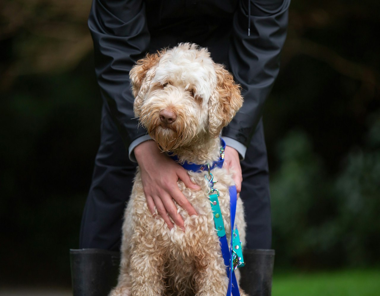 Adjustable Dog Lead - Teal and Royal Blue, Labradoodle