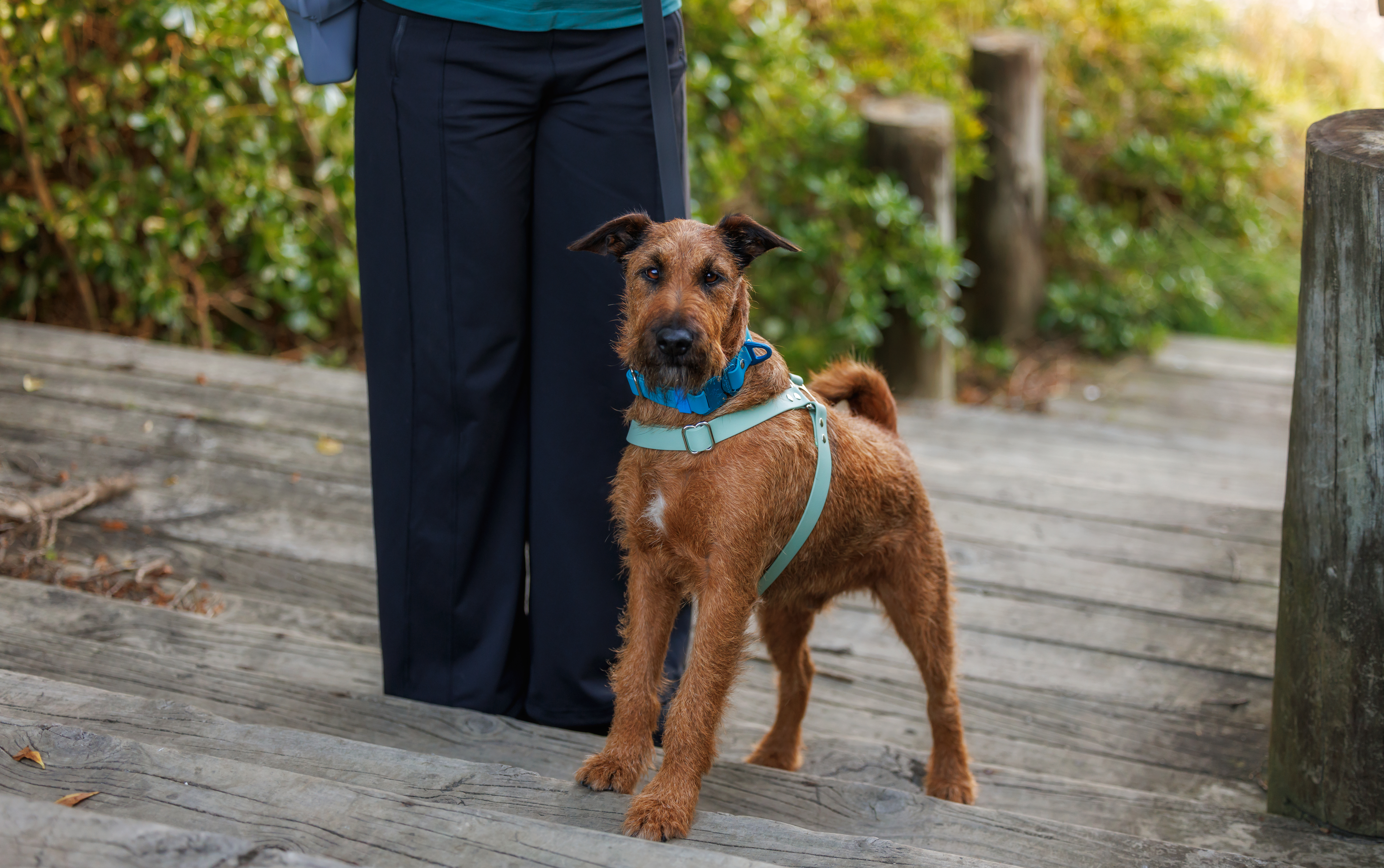 Quick Release Dog Harnes - New - Seafoam and Teal - Quigley63 