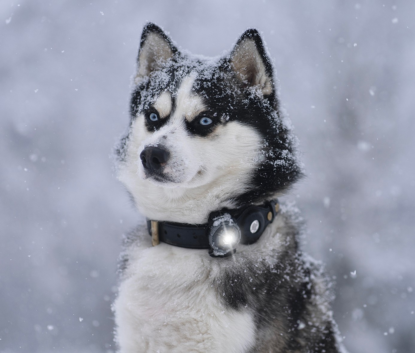 Orbiloc Dual Dog™ Safety Light - on Husky