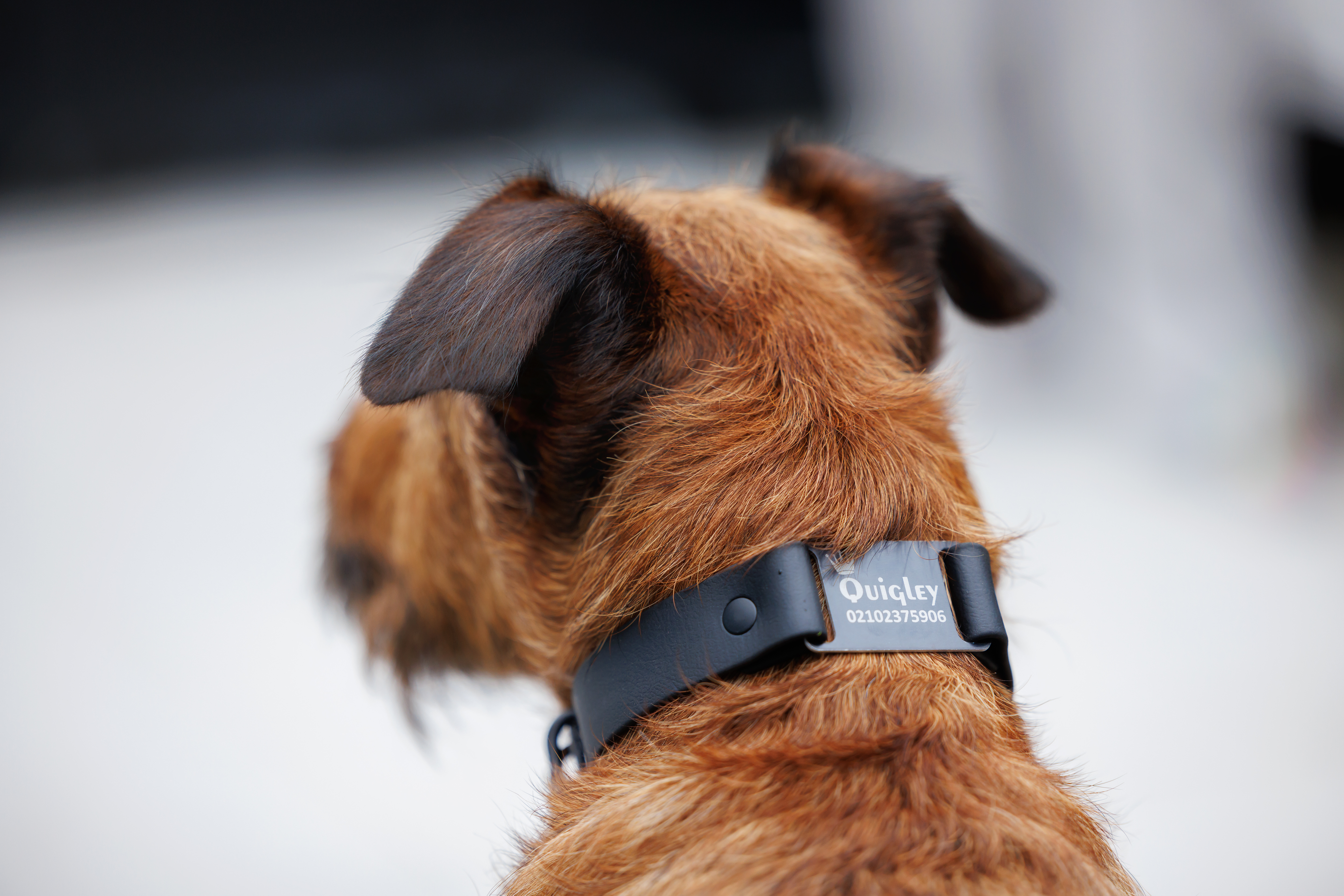 Classic Scrag Tag Collar - on Irish Terrier
