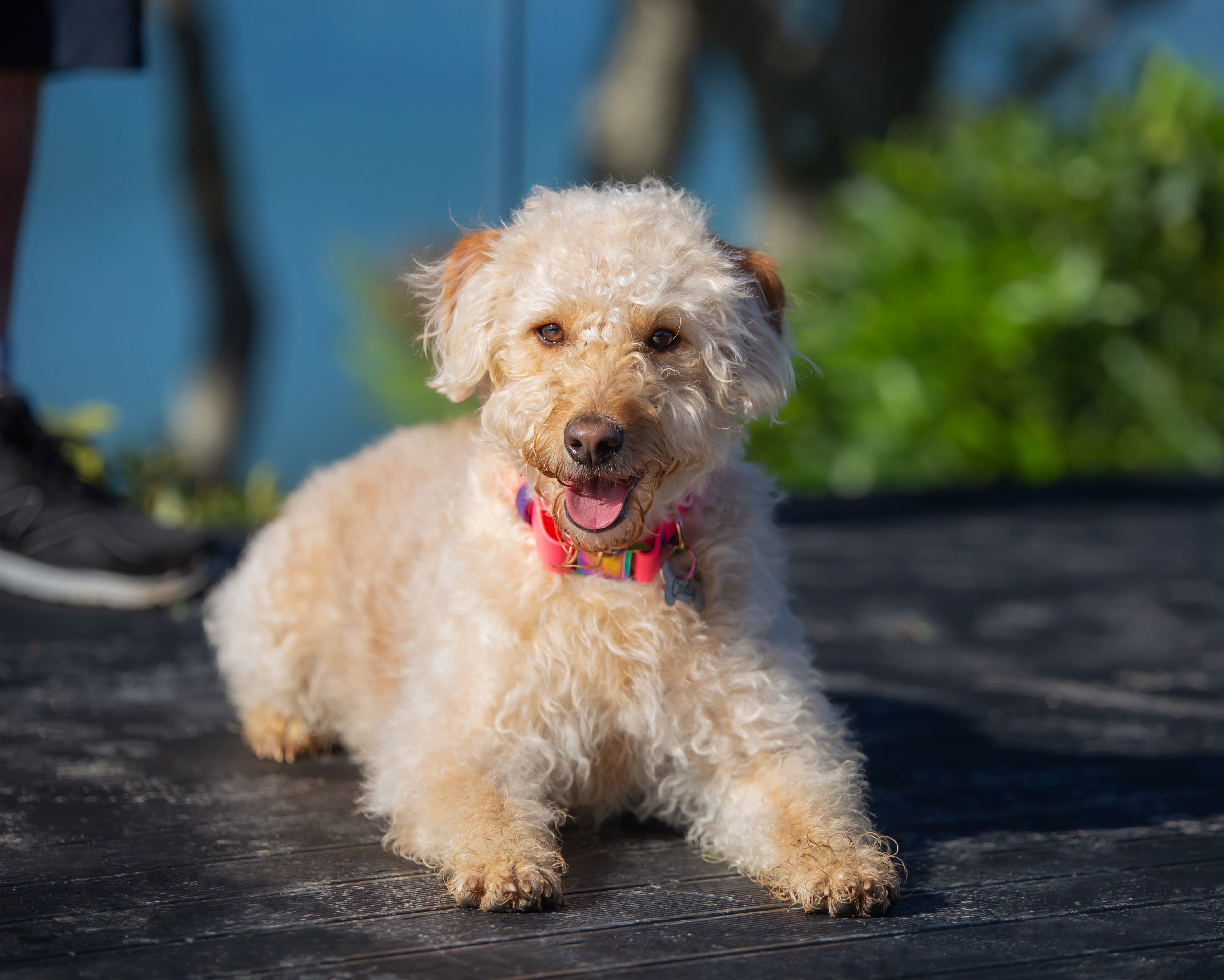 Pet measurement guide - Labradoodle