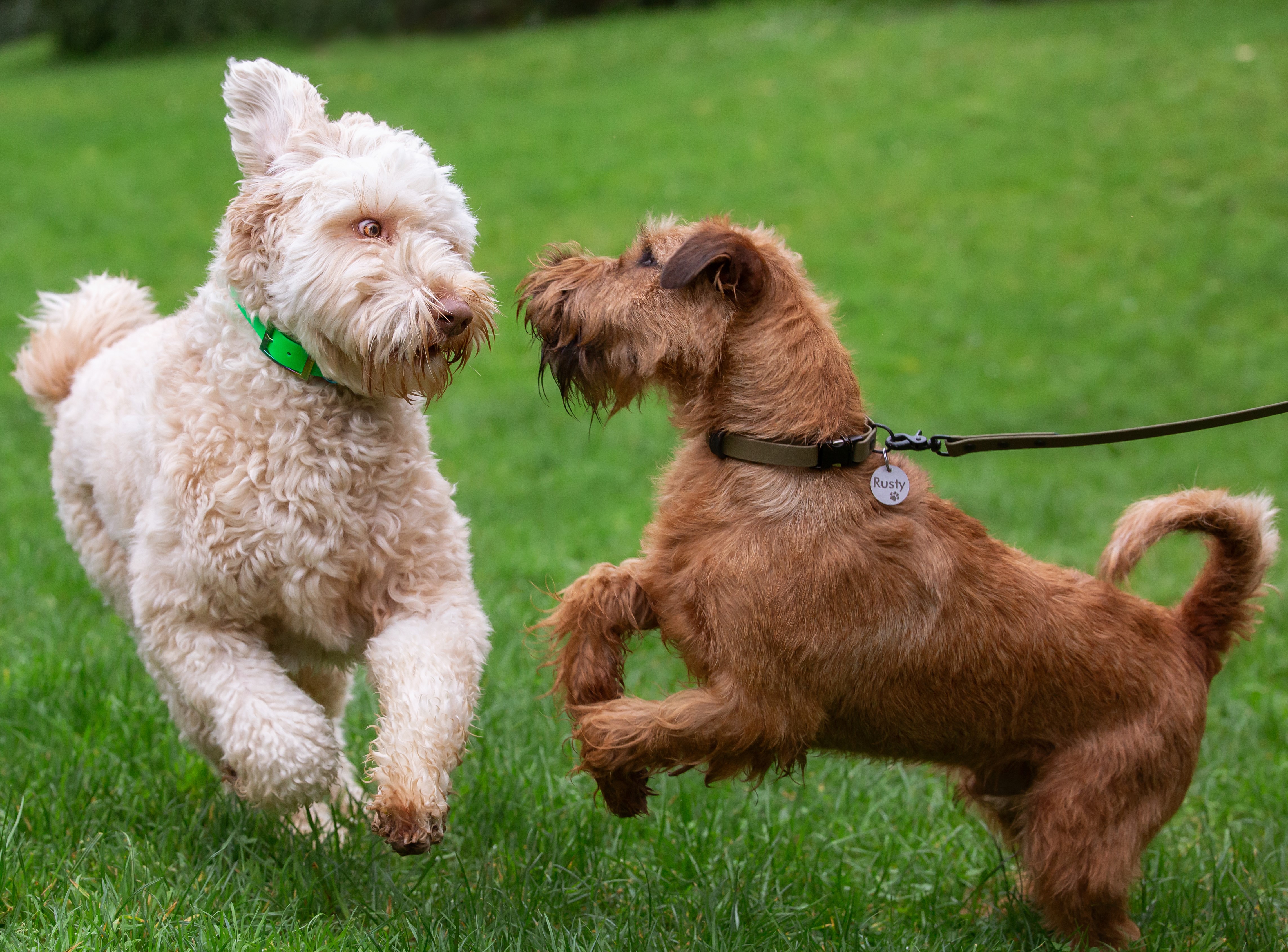 Stainless Steel Dog Tag on Irish Terrier