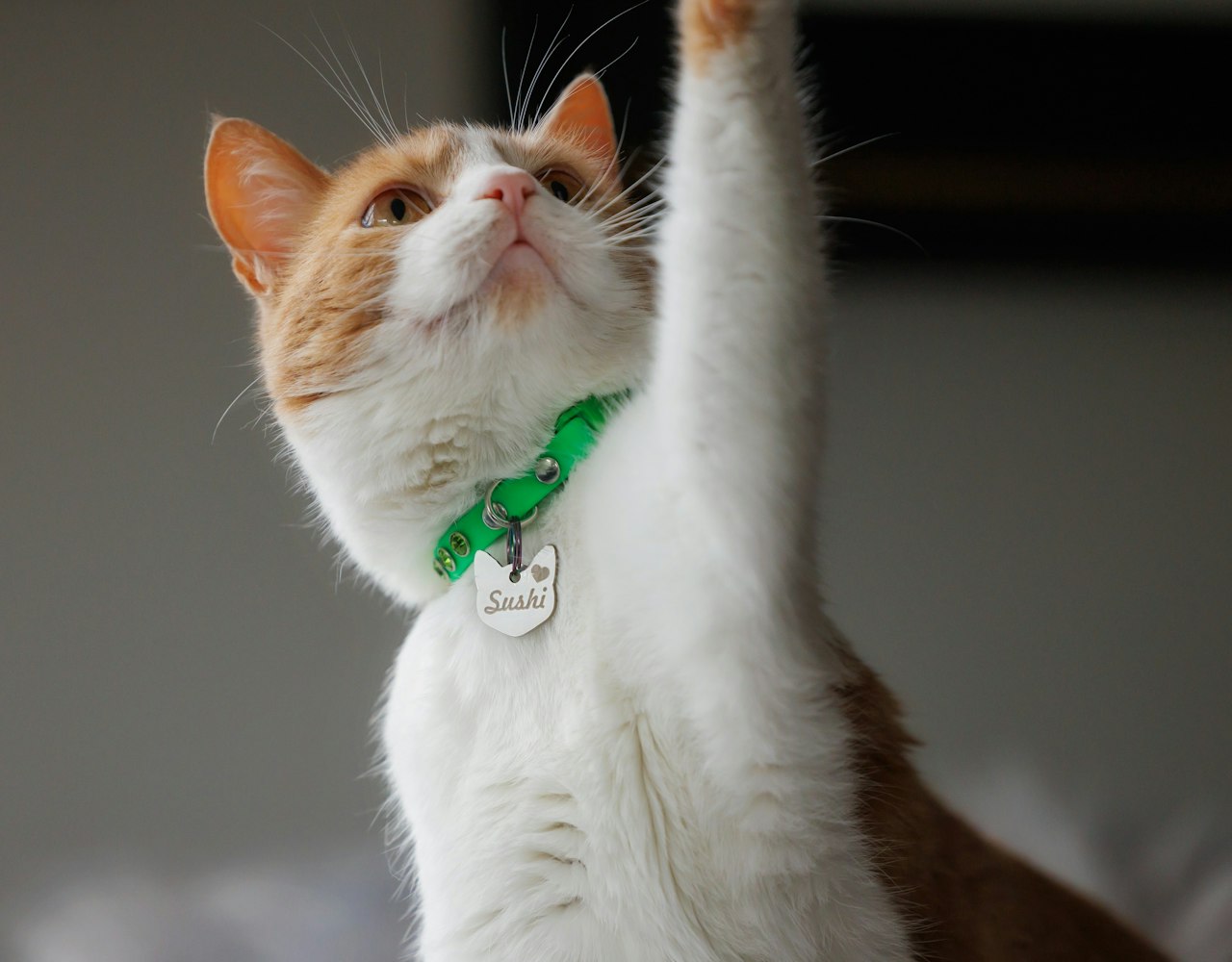 Stainless Steel Cat Tag - on Cat