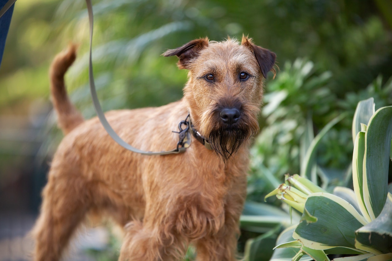 Rusty Irish Terrier