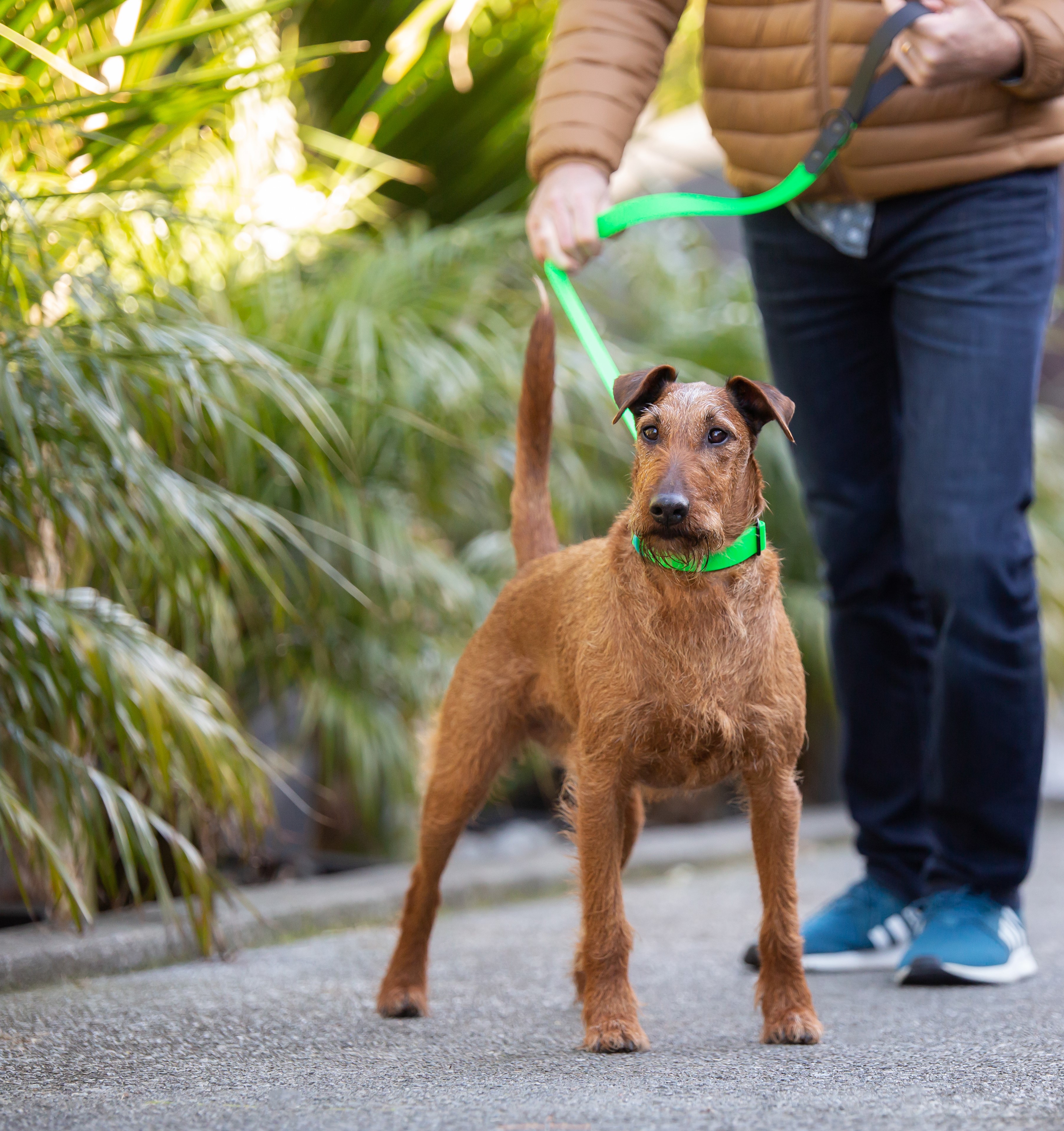 Dog Measurement Guide - Irish Terrier