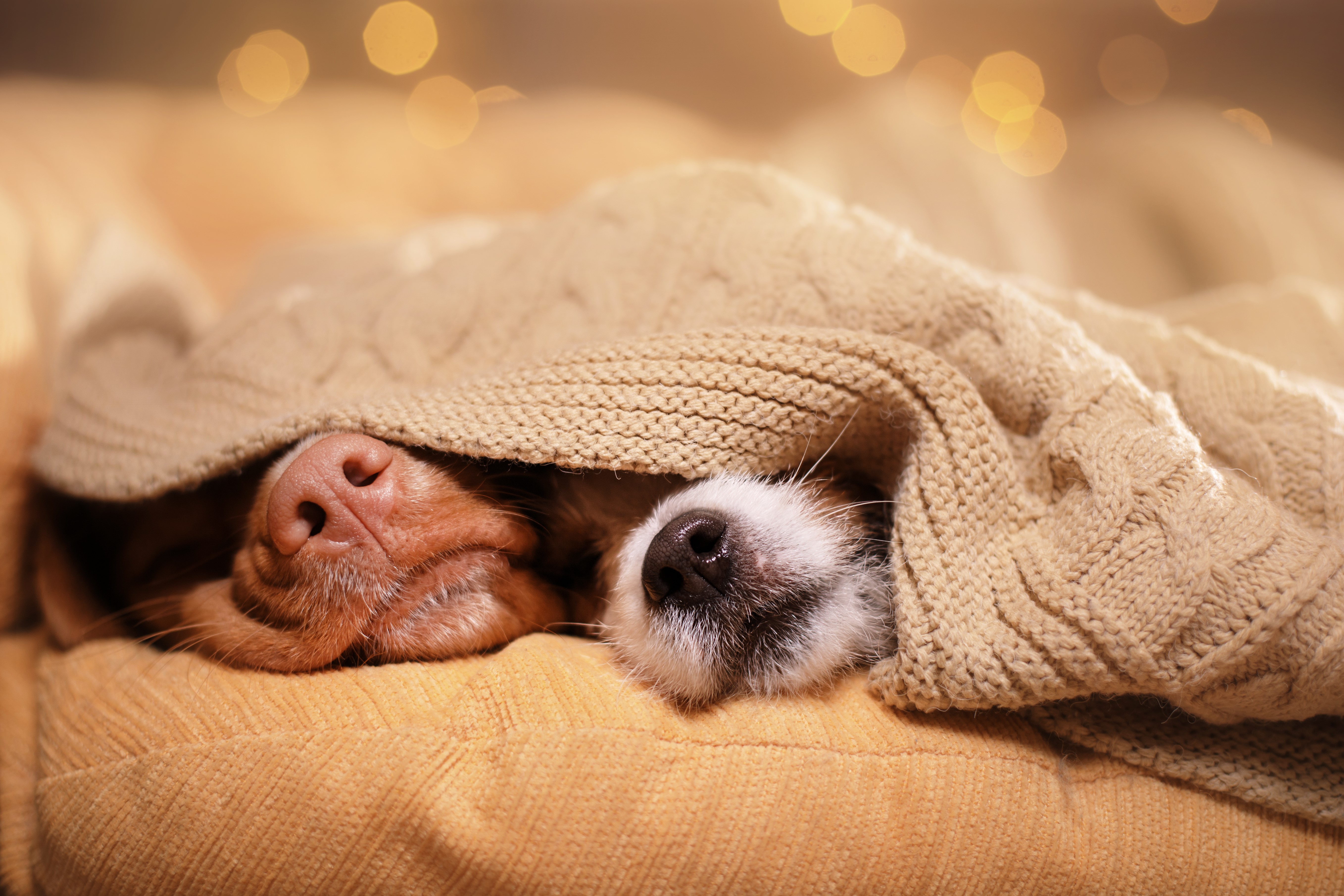 Dog noses under blanket