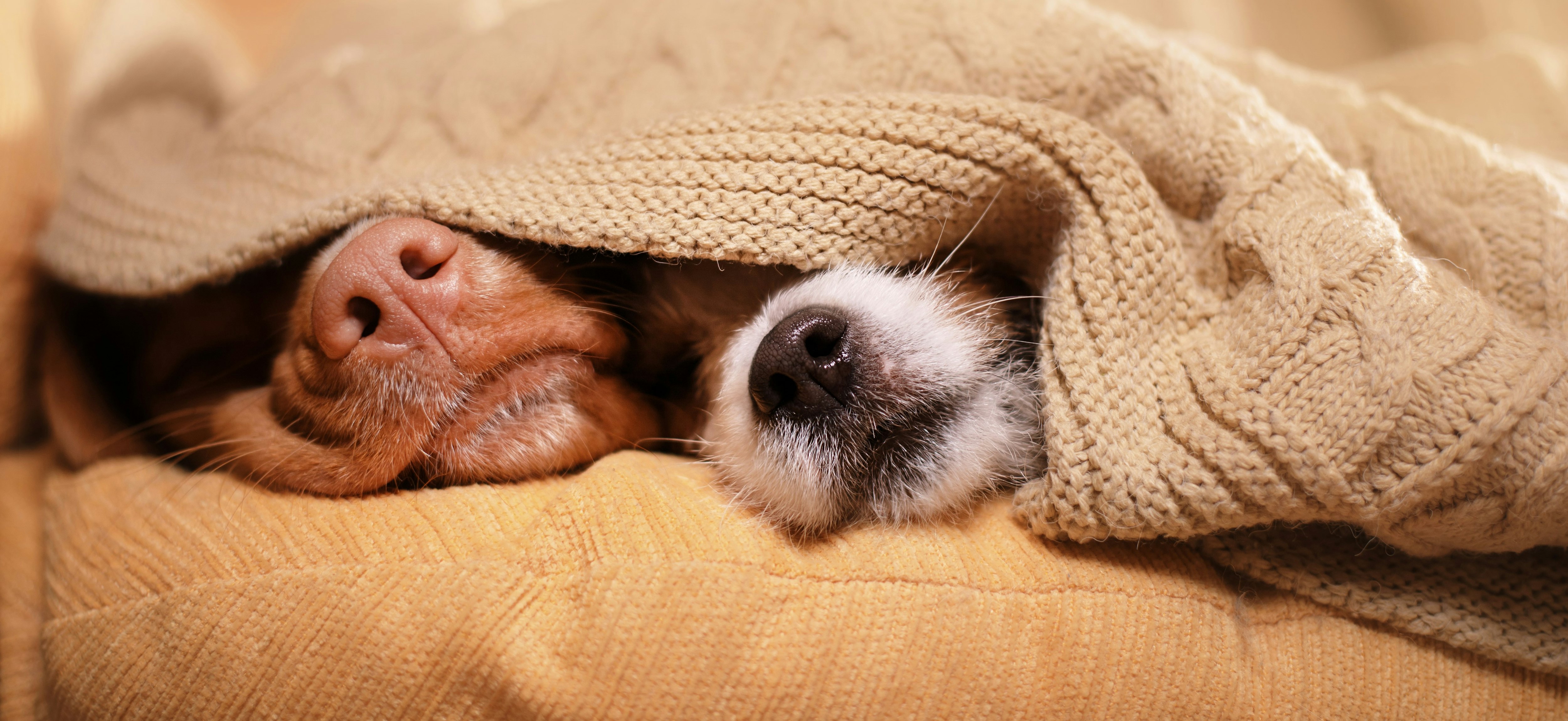 Dog noses under blanket