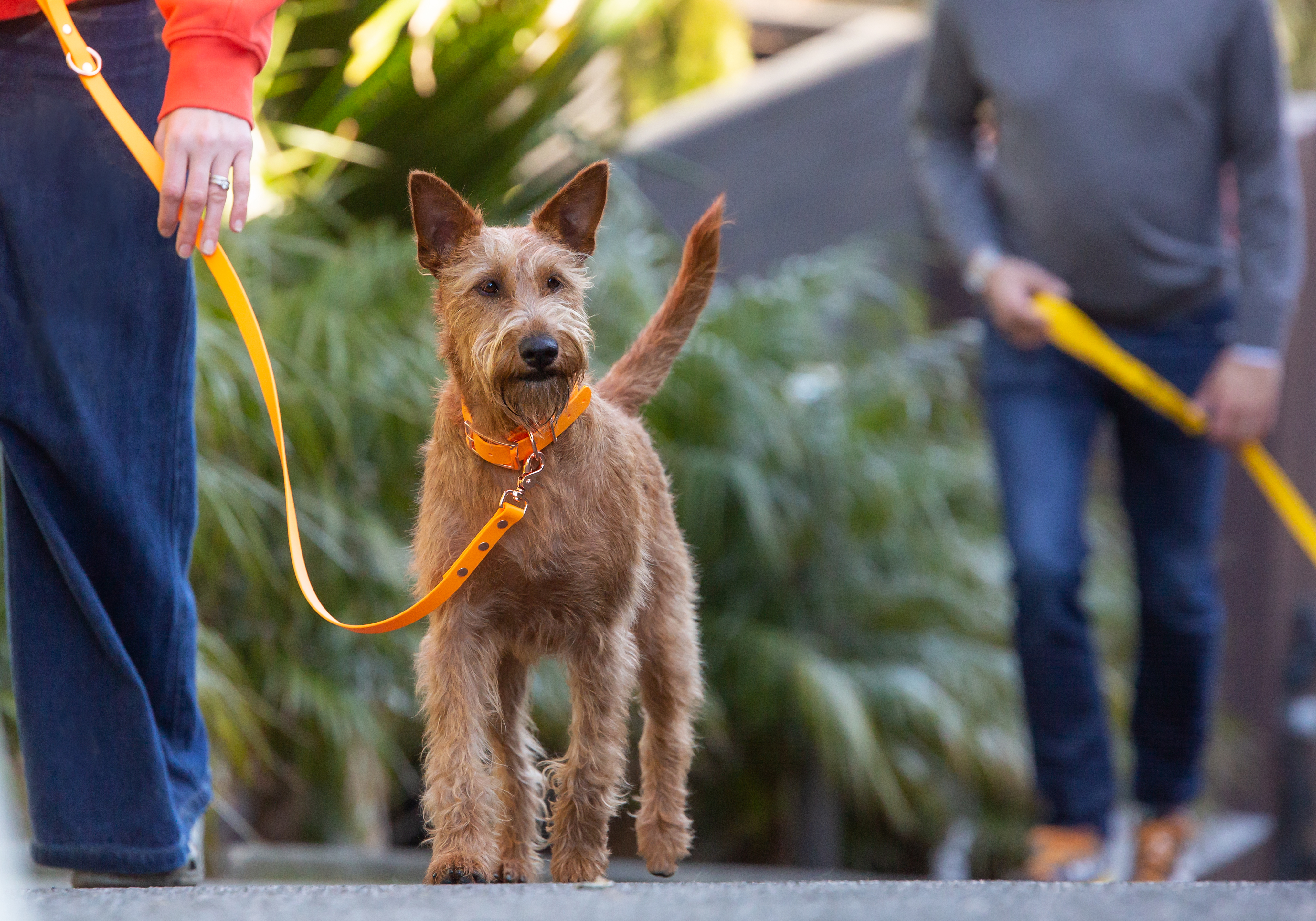 Classic Leads - Slim - Light Orange