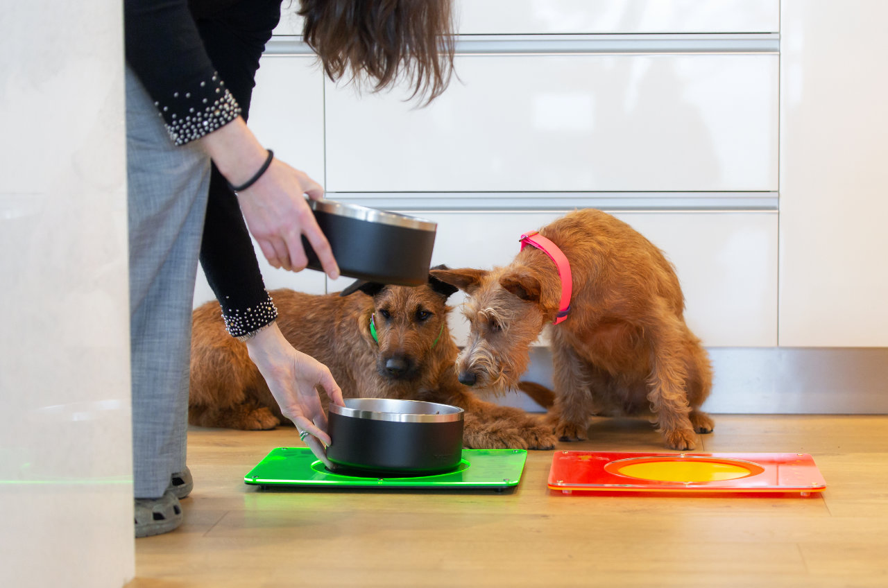 Stainless Steel Dog Bowl - Black & Steel on Feeding Mat