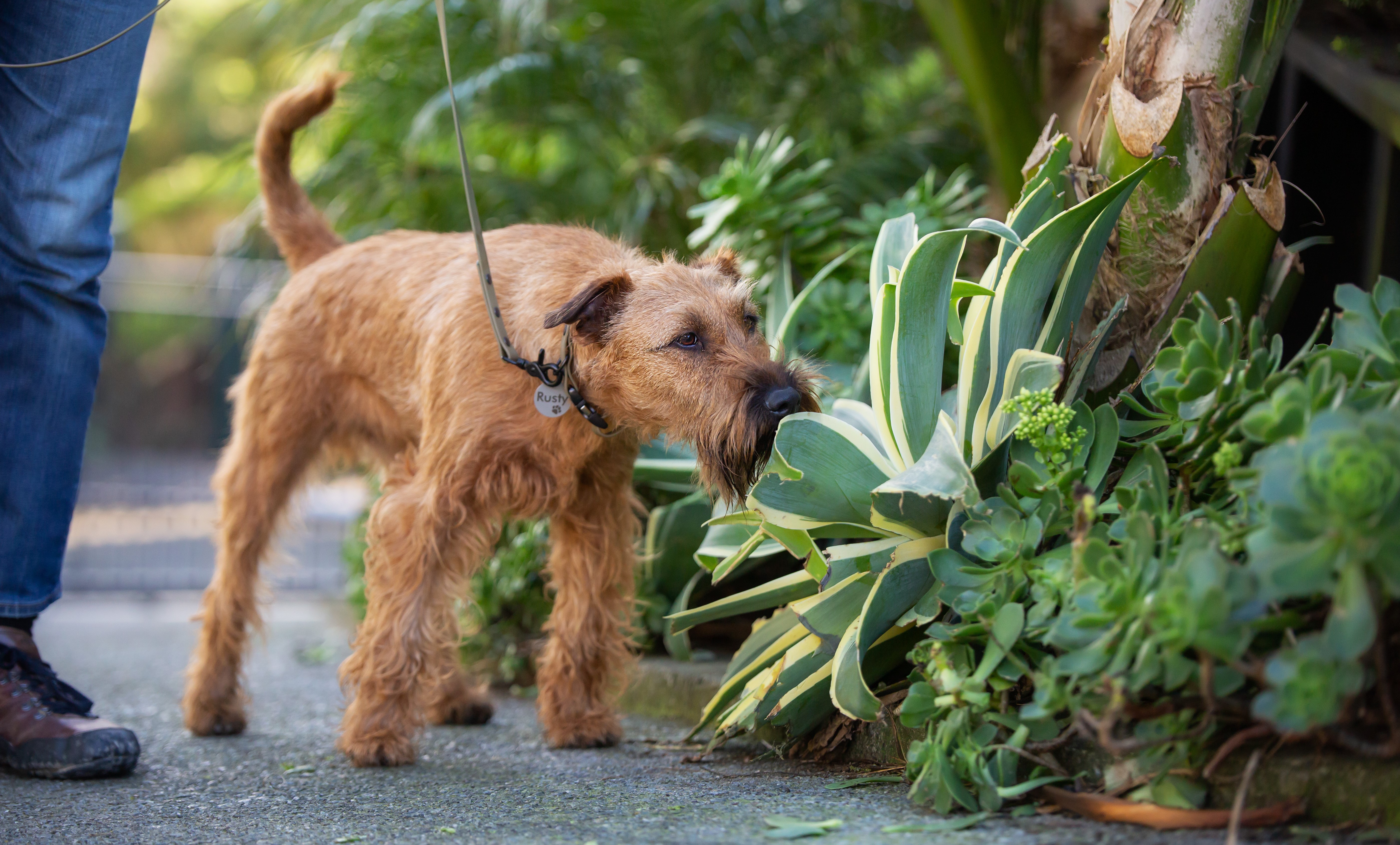 Irish Terrier with stainless steel dog tag
