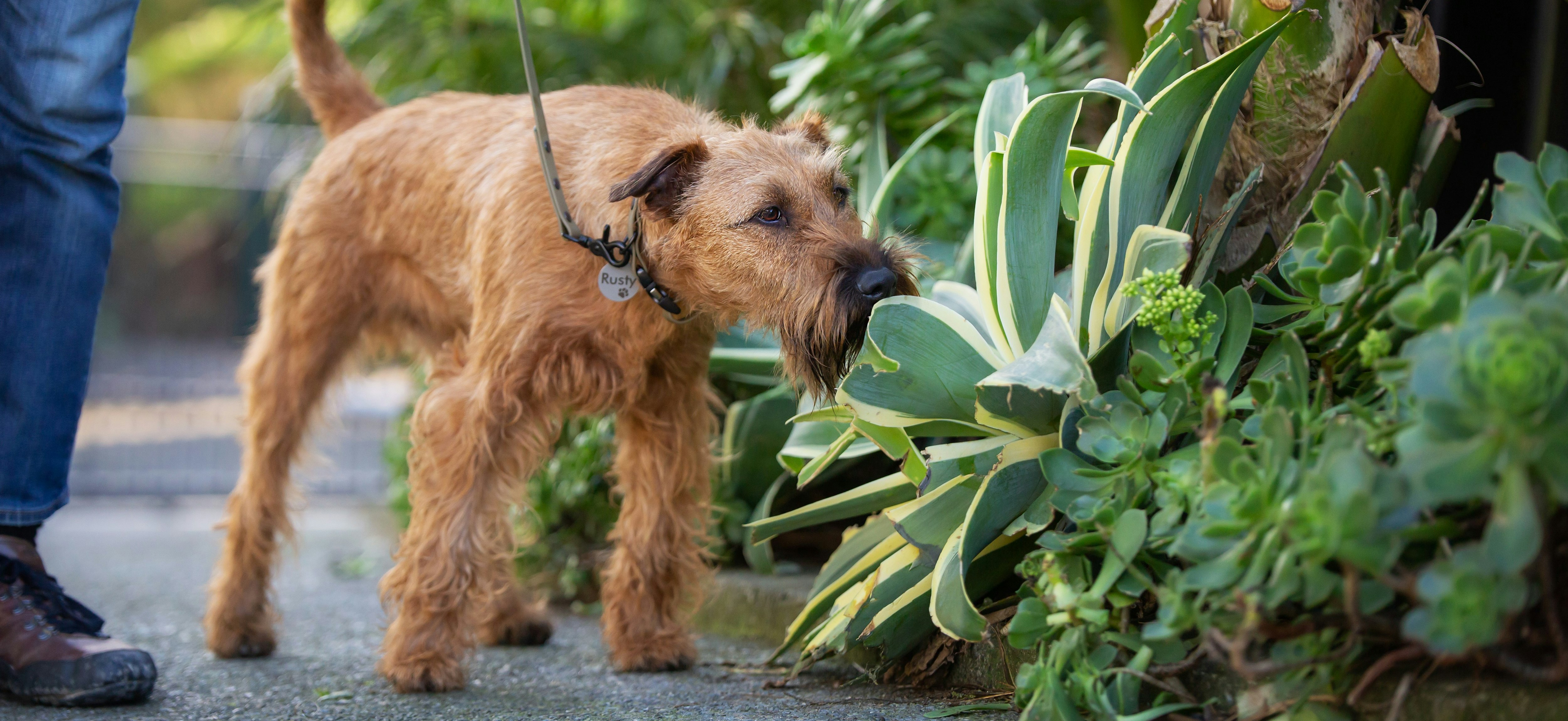 Irish Terrier with stainless steel dog tag