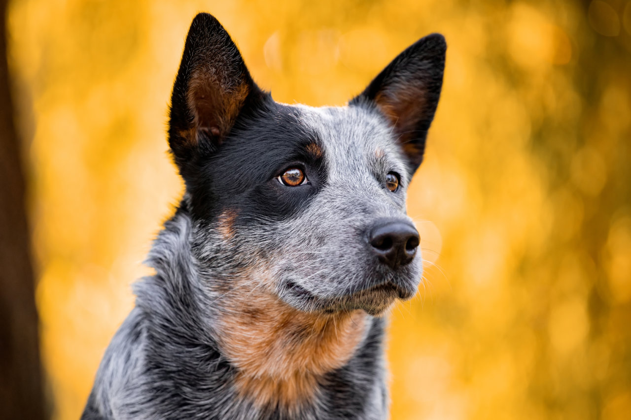 Australian Cattle Dog