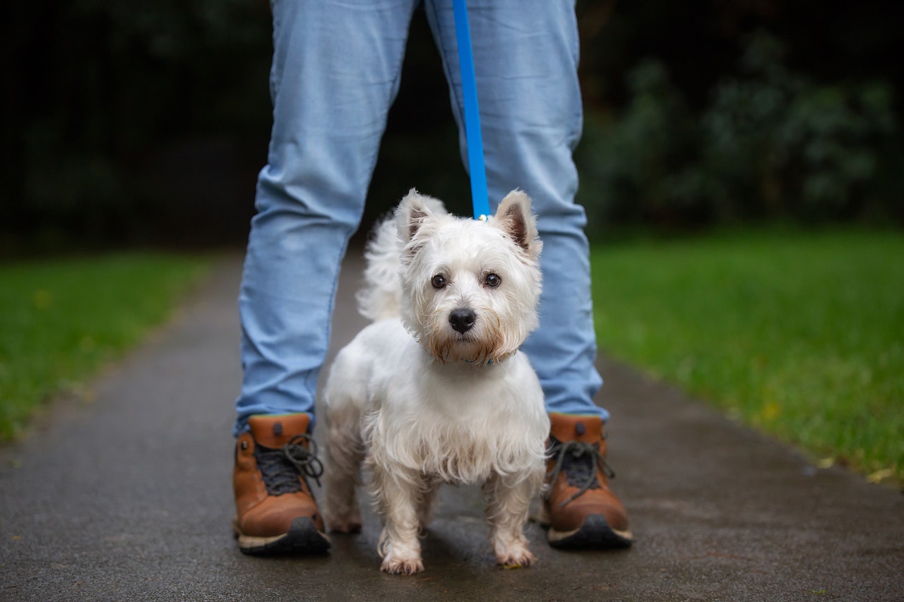 Bertie West Highland Terrier