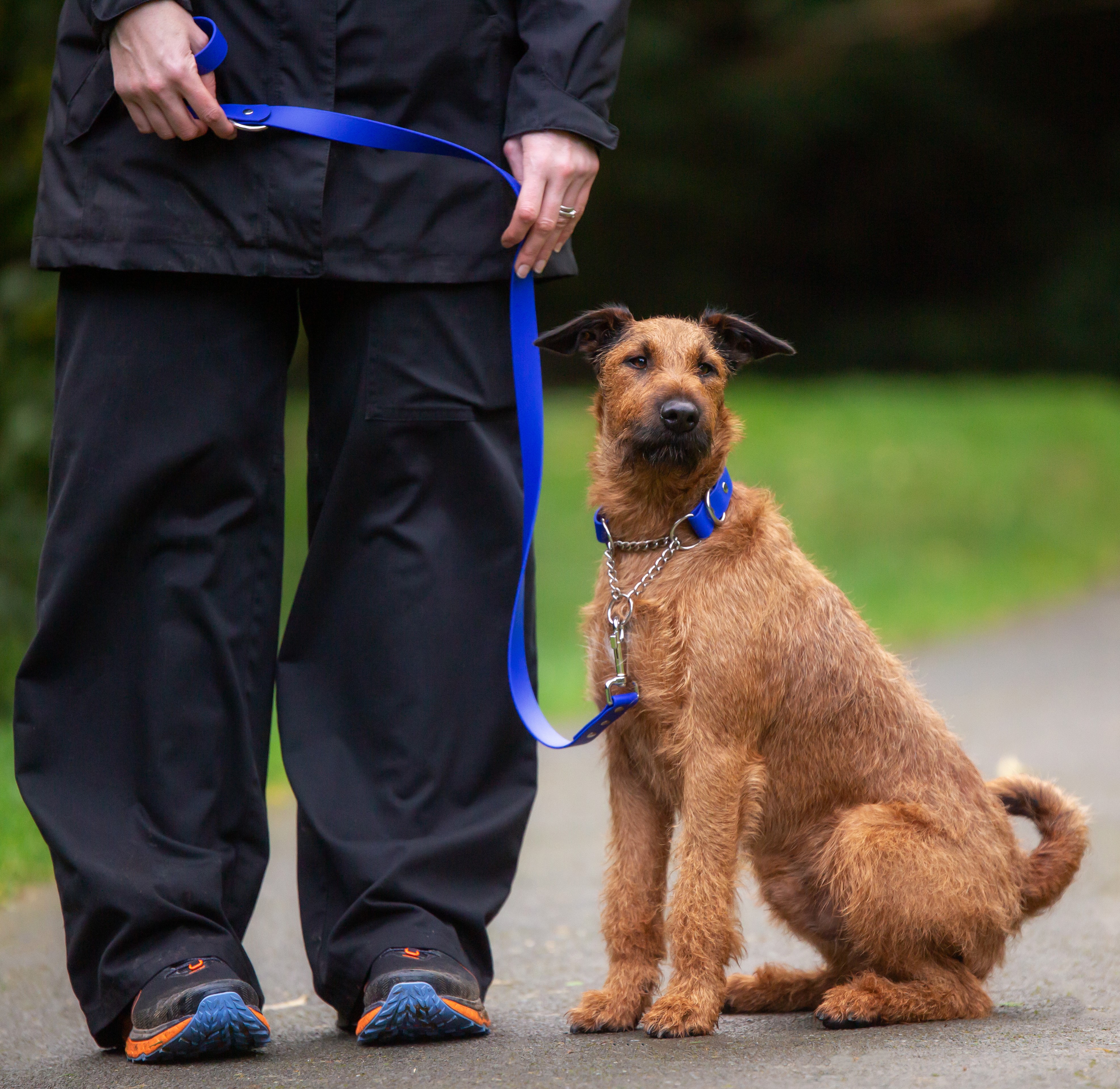 Secure Martingale Dog Collar - Irish Terrier