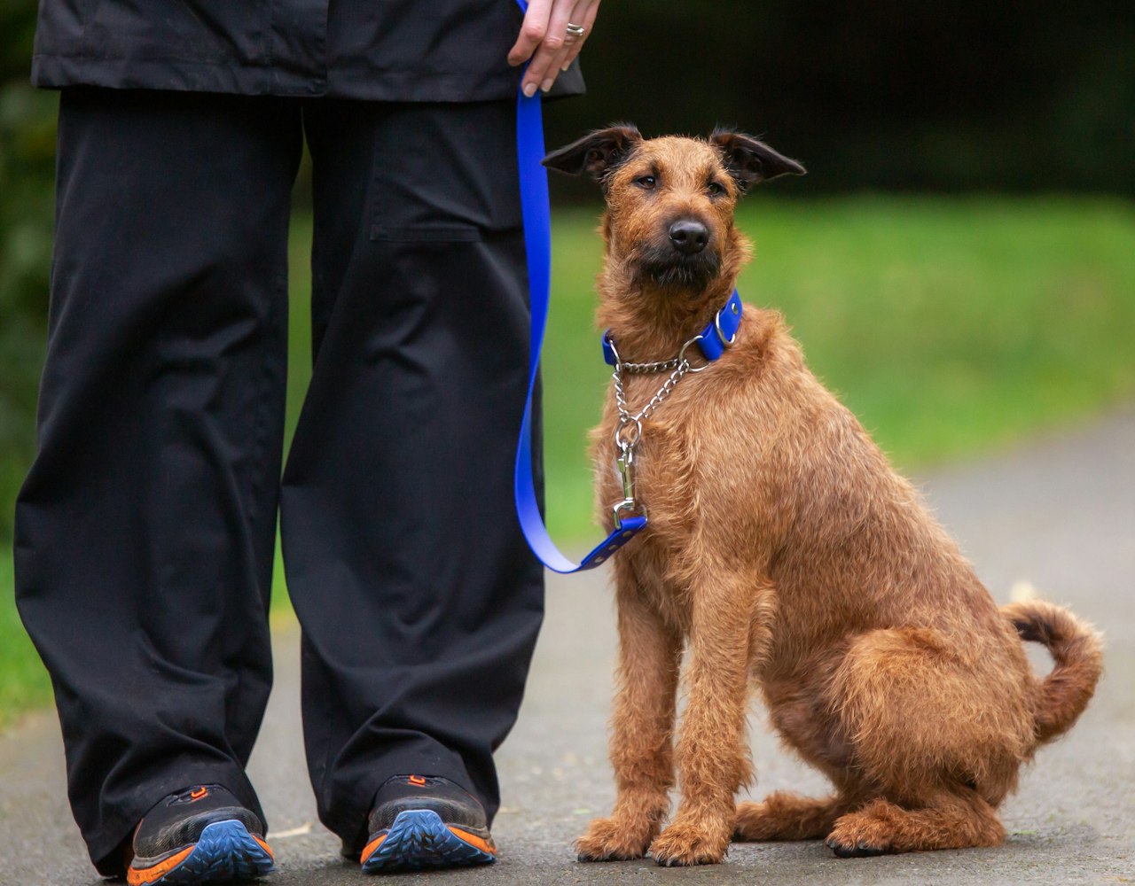 Secure Martingale Dog Collar - Irish Terrier