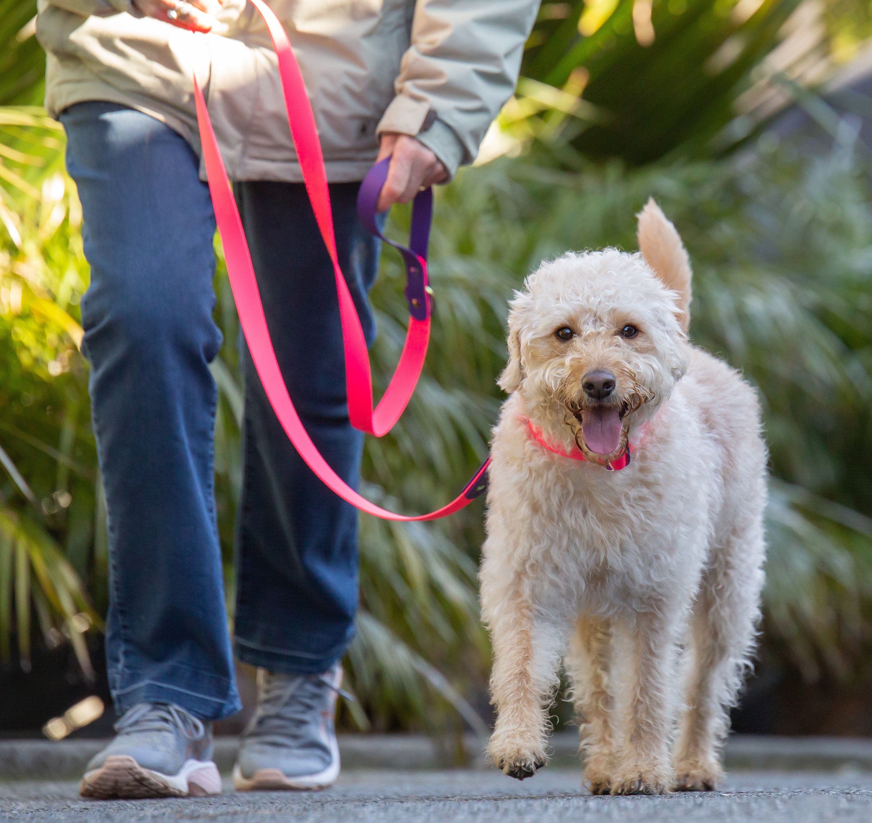 Dog Two-Tone Classic Lead - Labradoodle