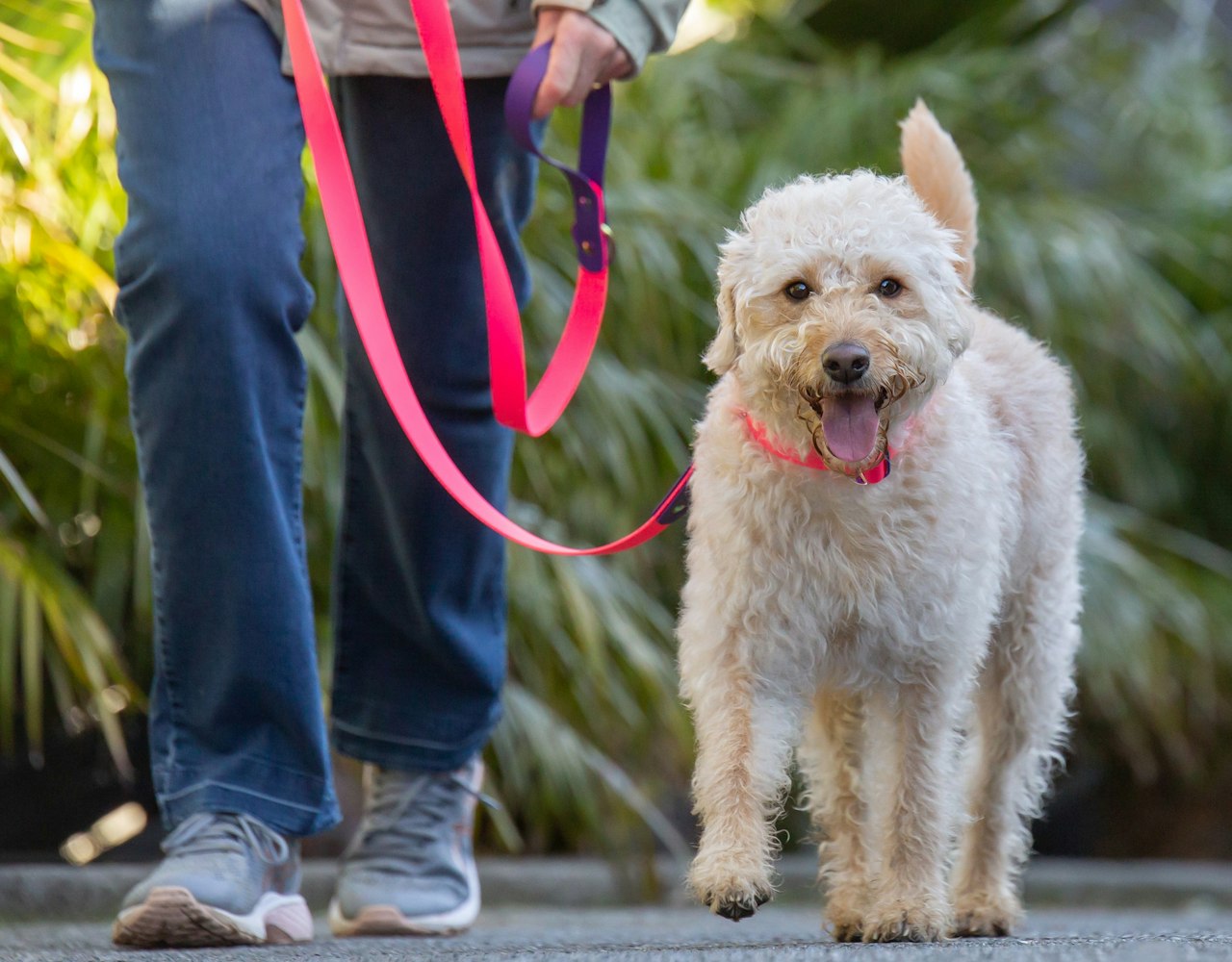 Dog Two-Tone Classic Lead - Labradoodle