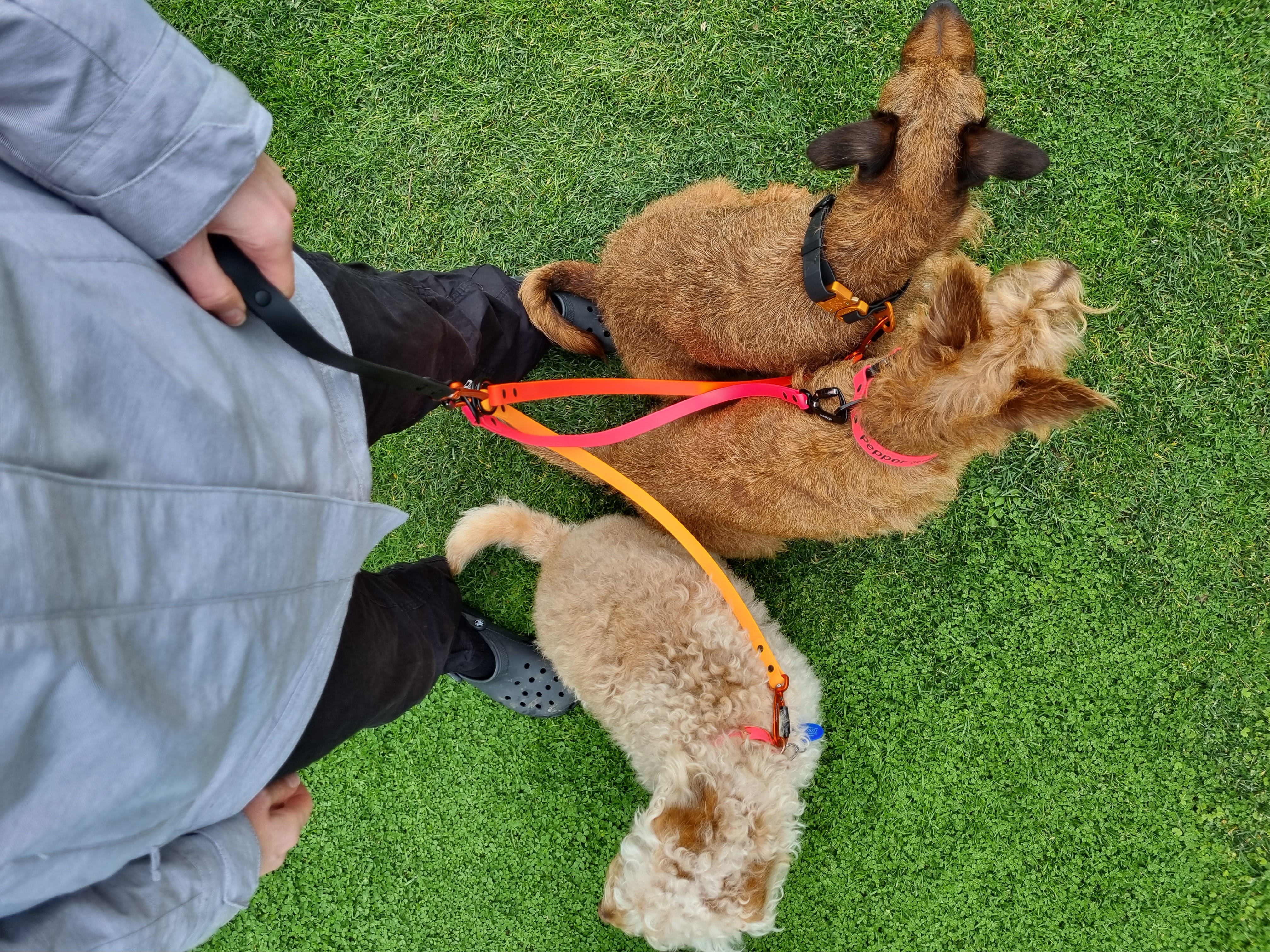 Dog Lead Addition - Three Dogs