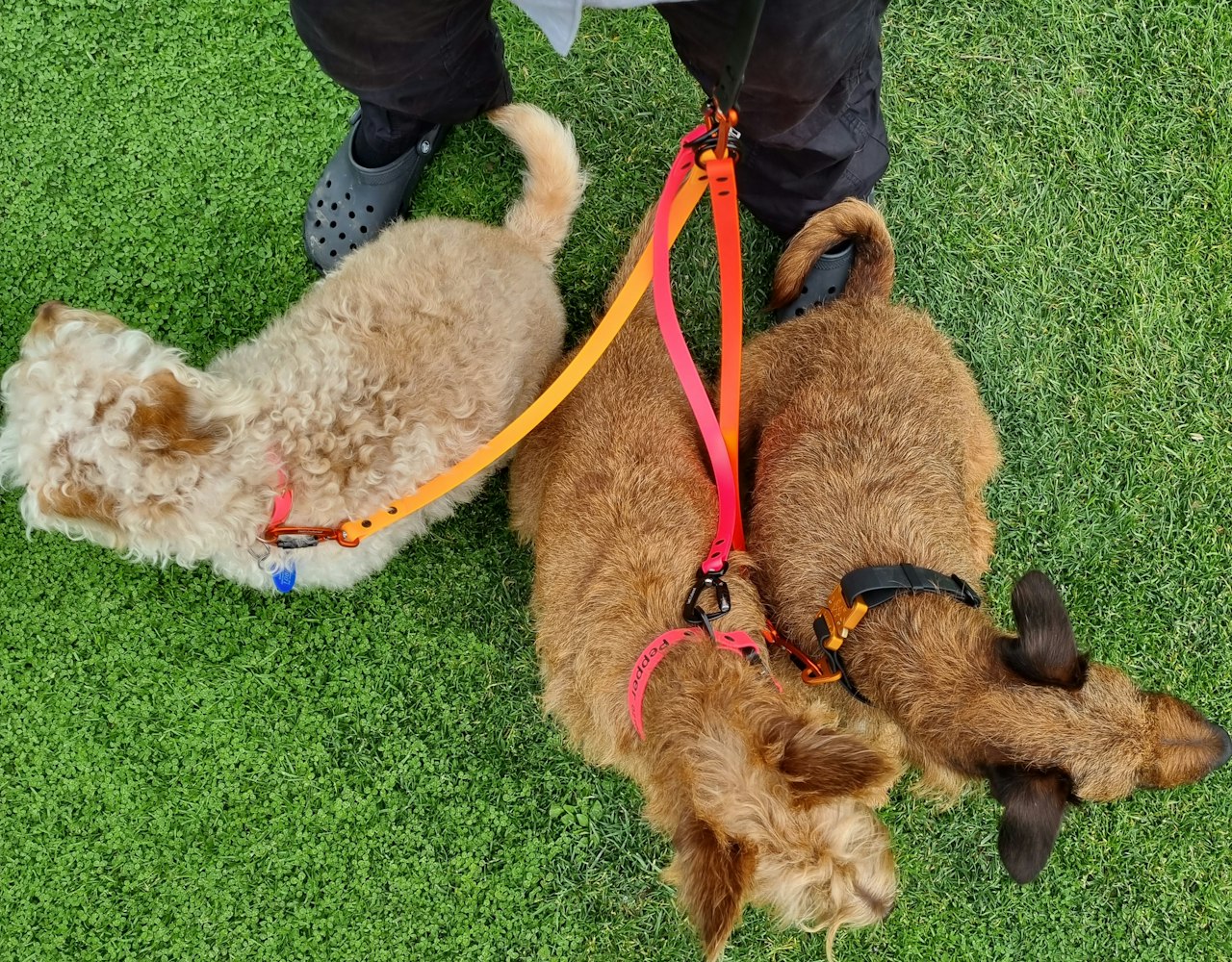 Dog Lead Addition - Three Dogs