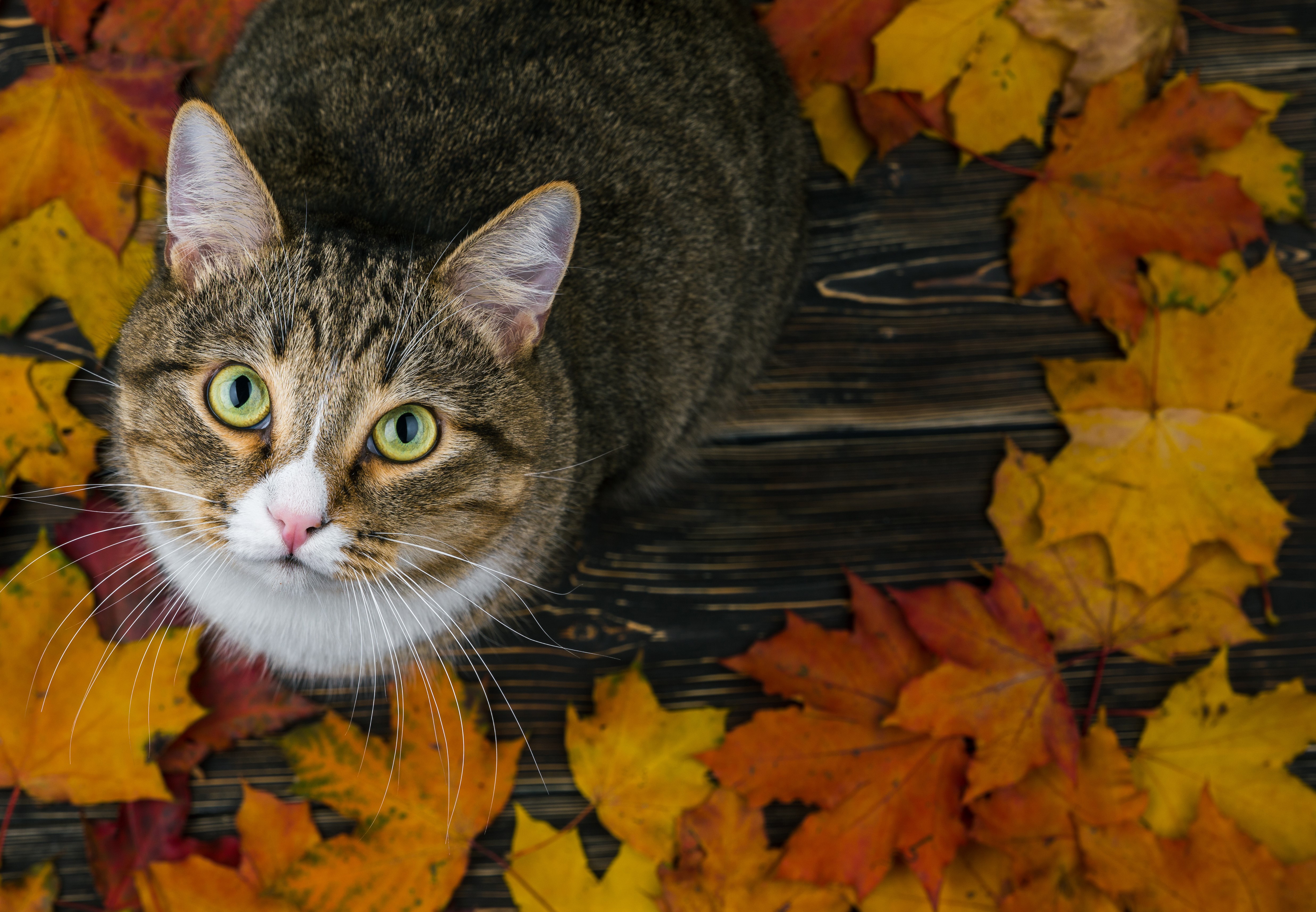 Cat in leaves