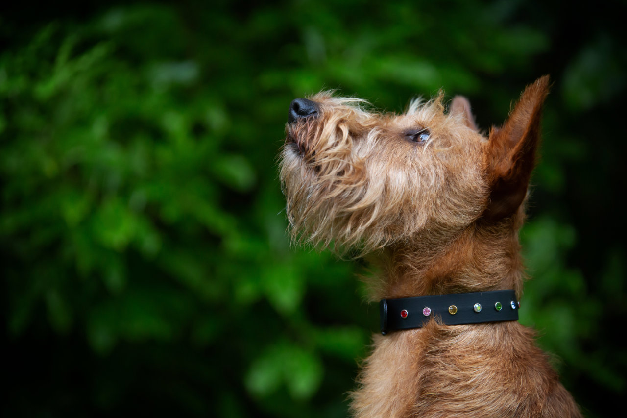 Elegant Dog Collar - on Irish Terrier