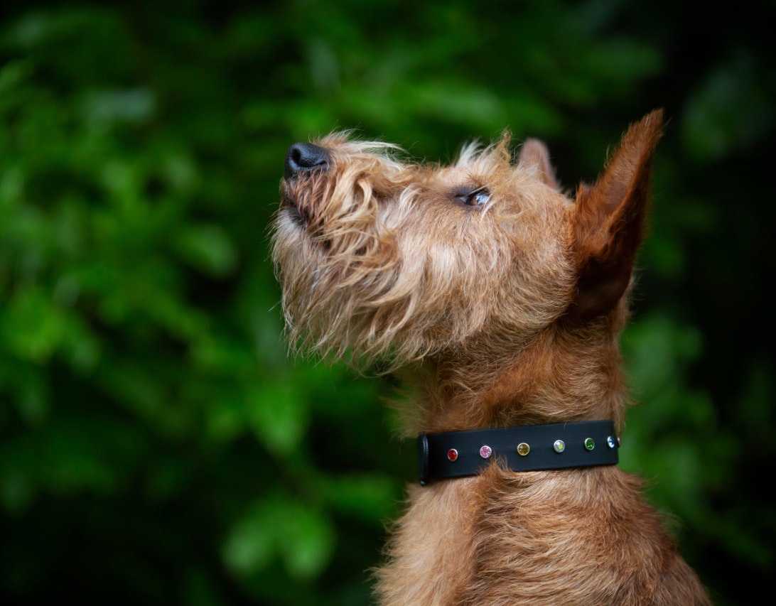 Elegant Dog Collar - on Irish Terrier
