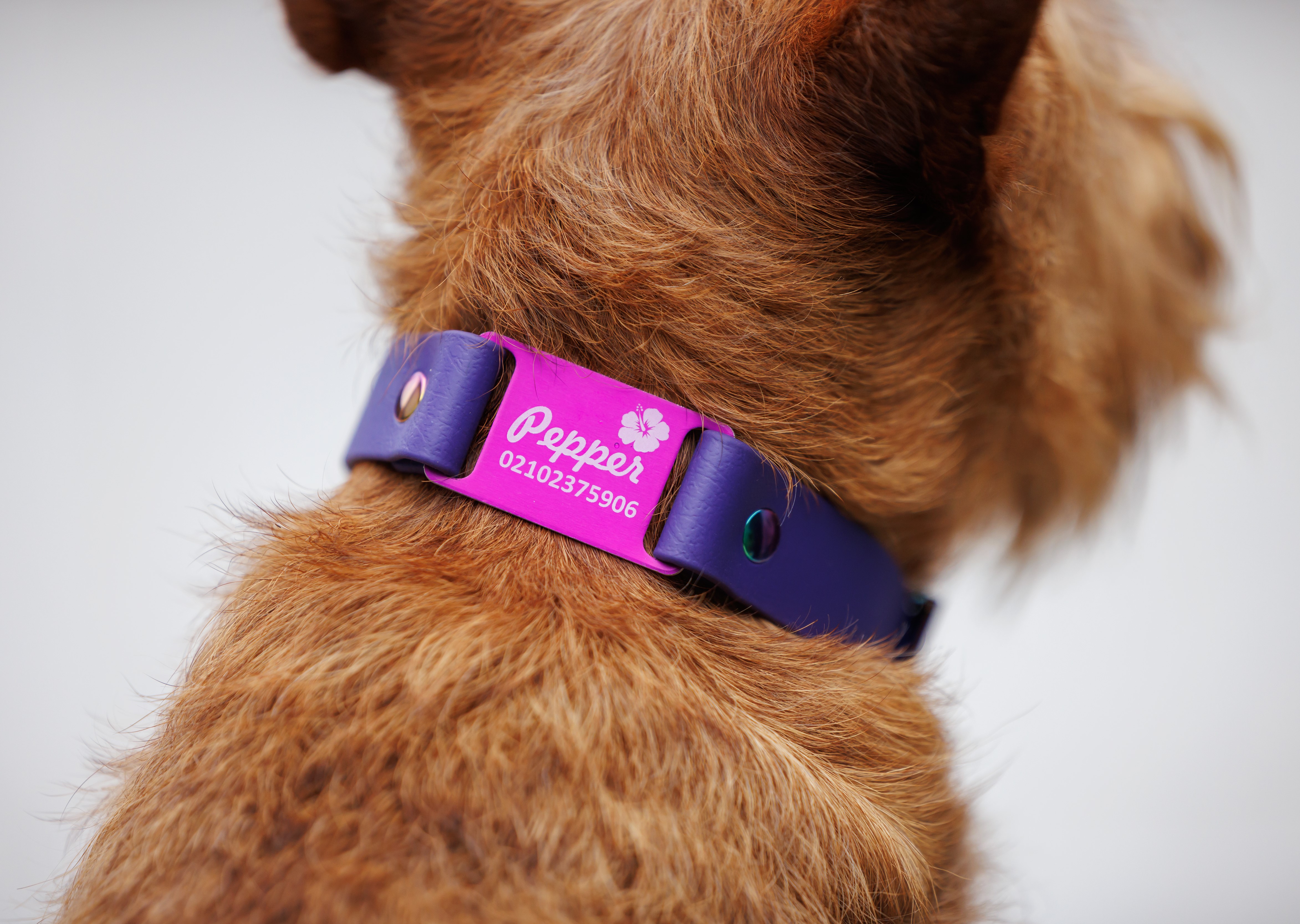 Classic Scrag Tag Collar - on Irish Terrier