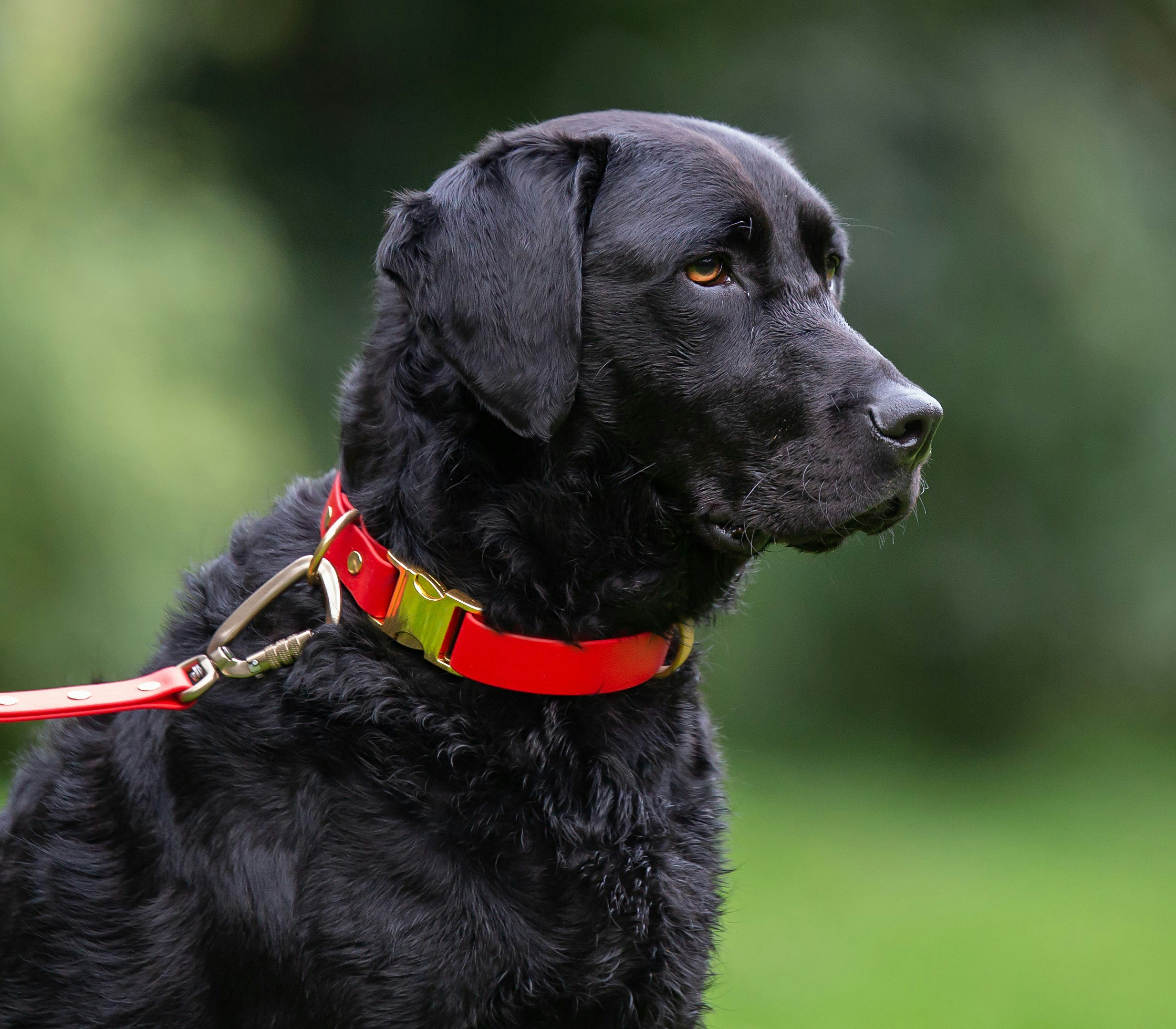 Curly Haired Retriever wearing a Led & Collared Quick Release Collar and Carabiner Lead
