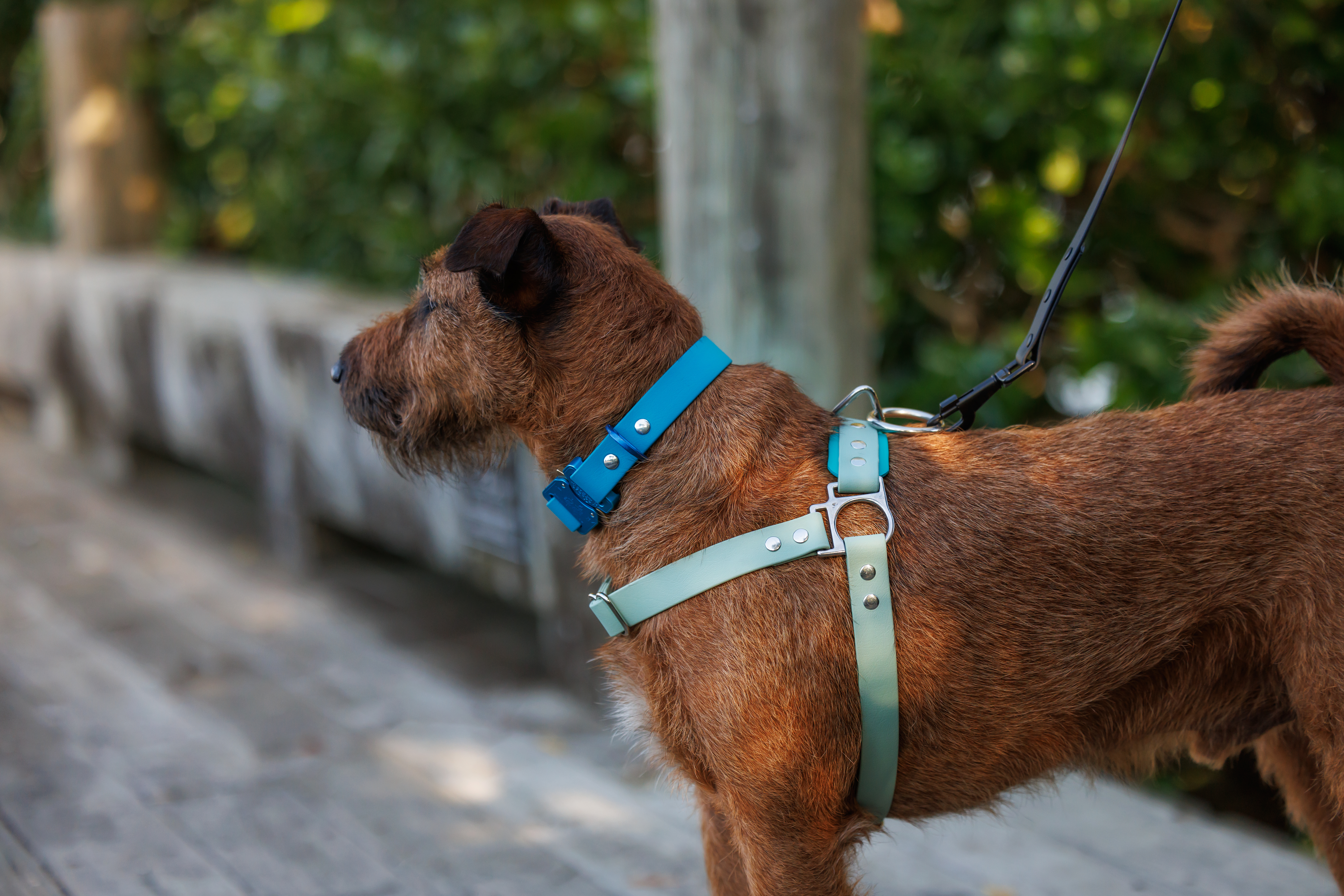 Quick Release Dog Harnes - New - Seafoam and Teal - Quigley65