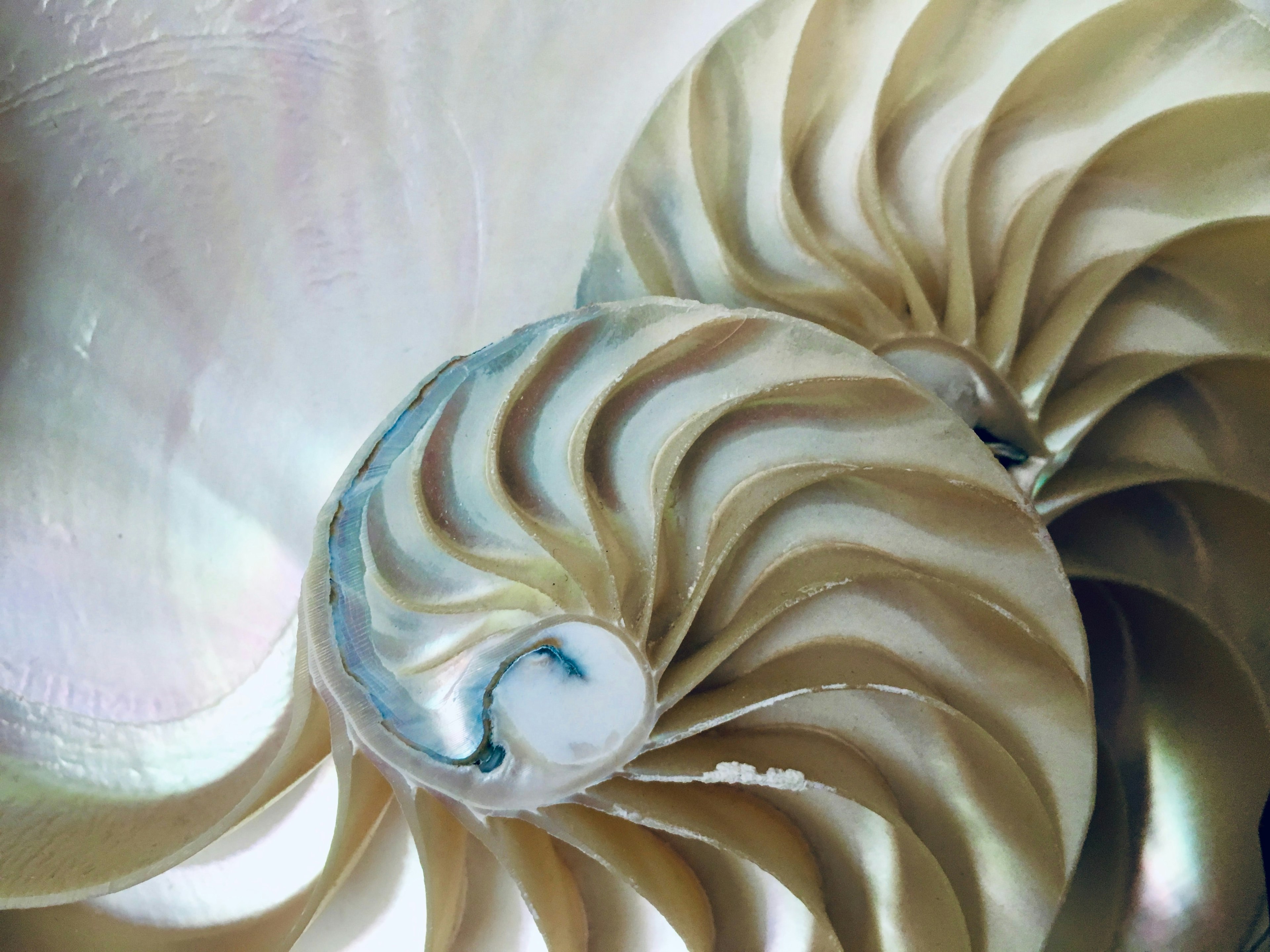 Inside of a shell demonstrating the Fibonacci sequence