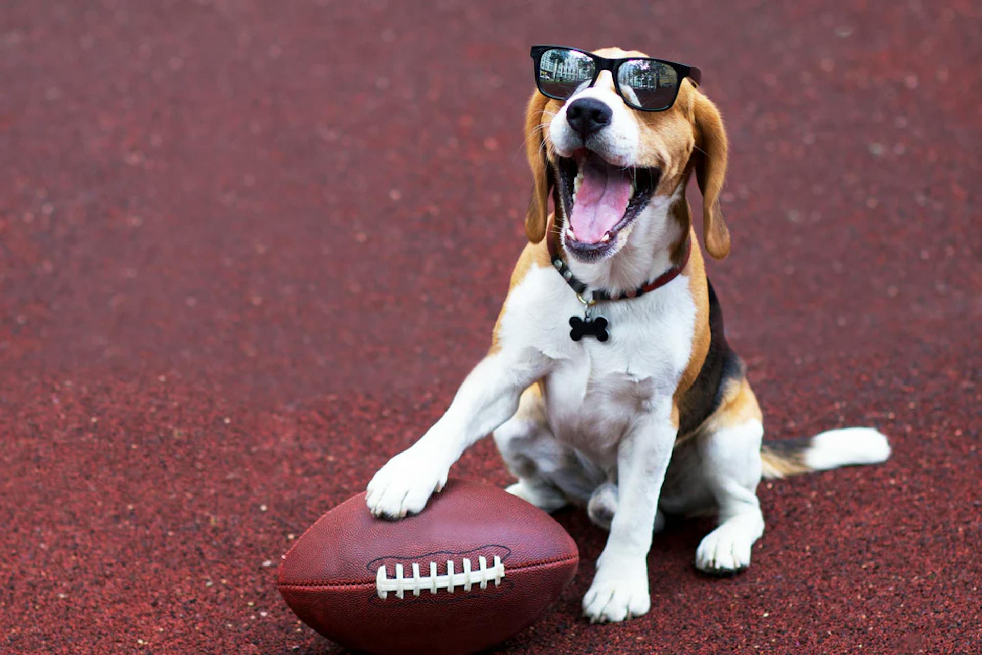 Dog with a football.