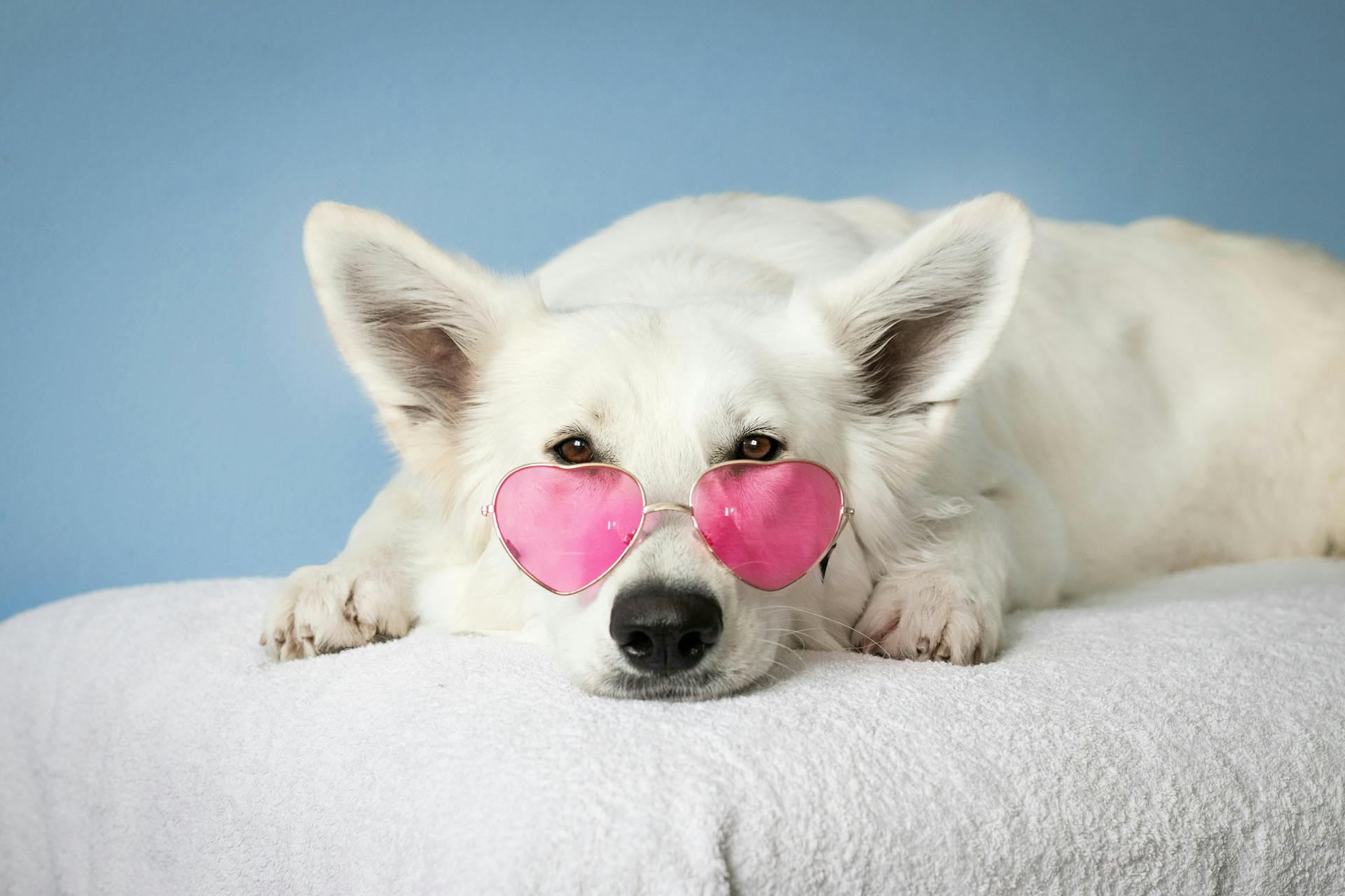 A dog wearing sunglasses.