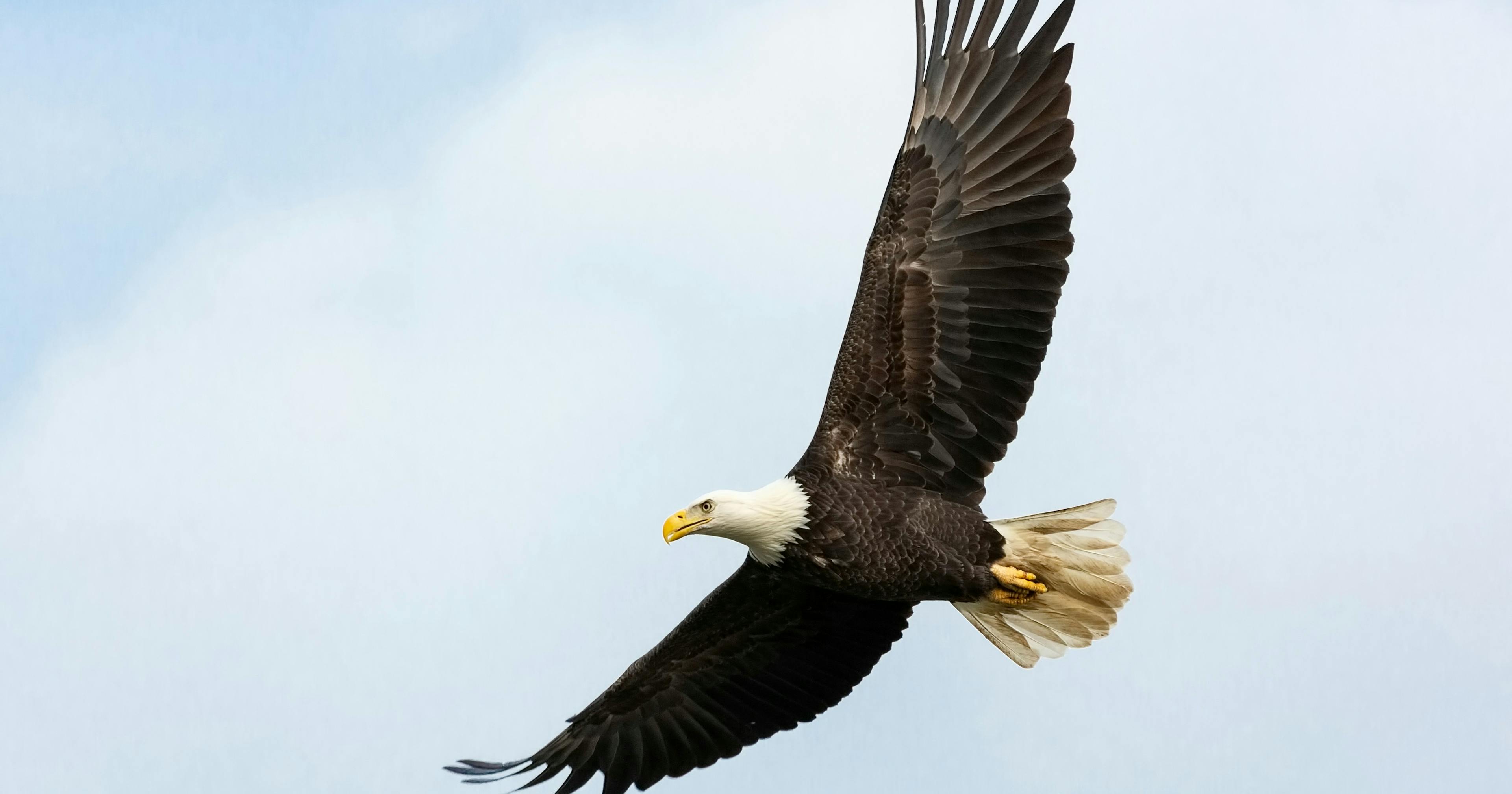 an eagle soaring in the sky