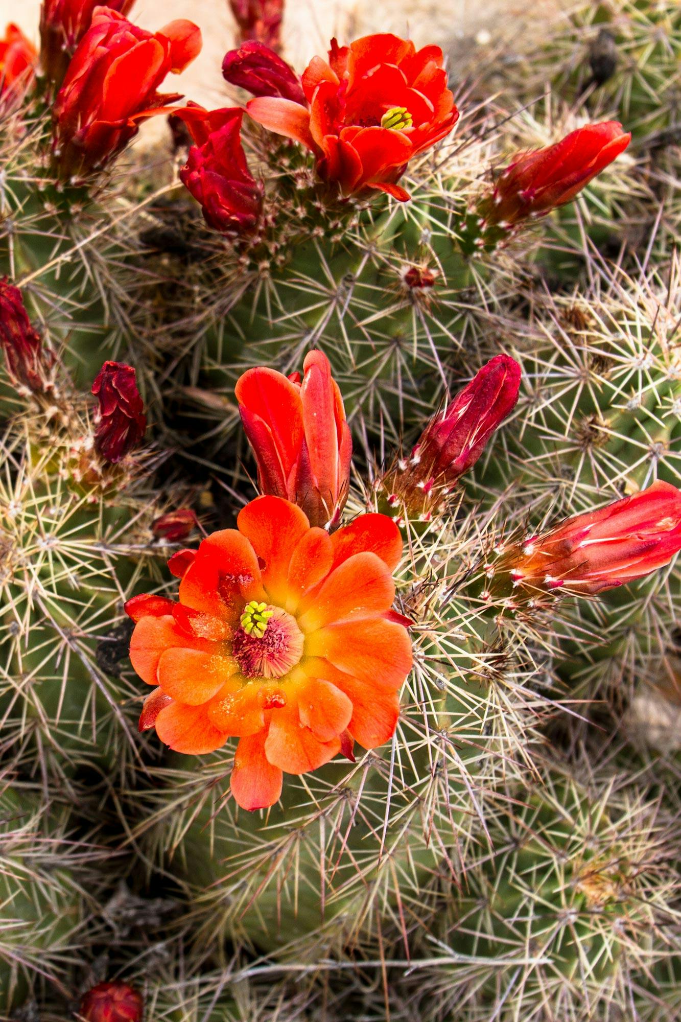 Red Flowers Blooming on Cacti