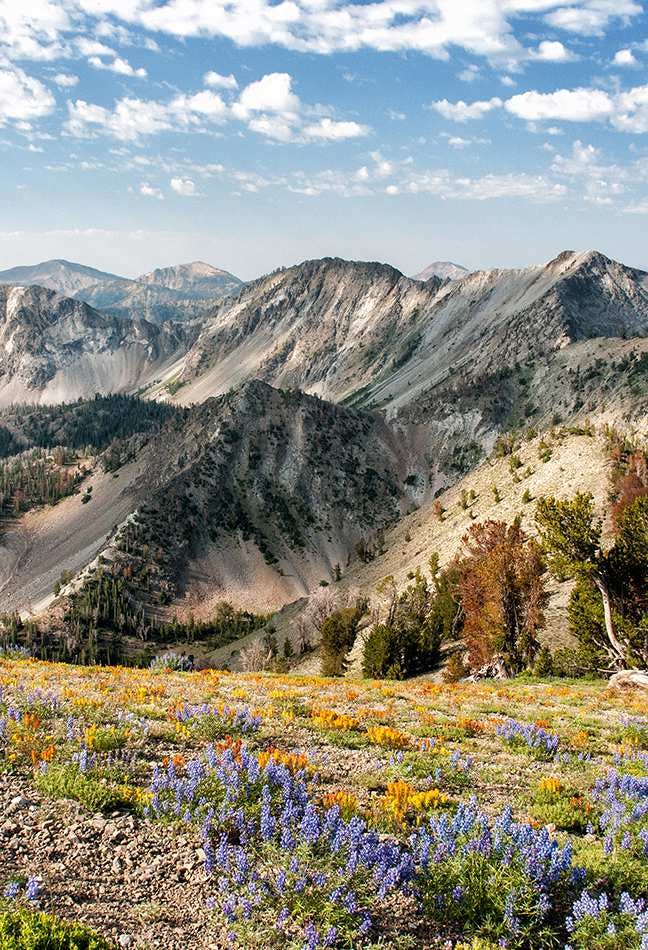 Idaho Mountain Range with Wildflowers in Foreground