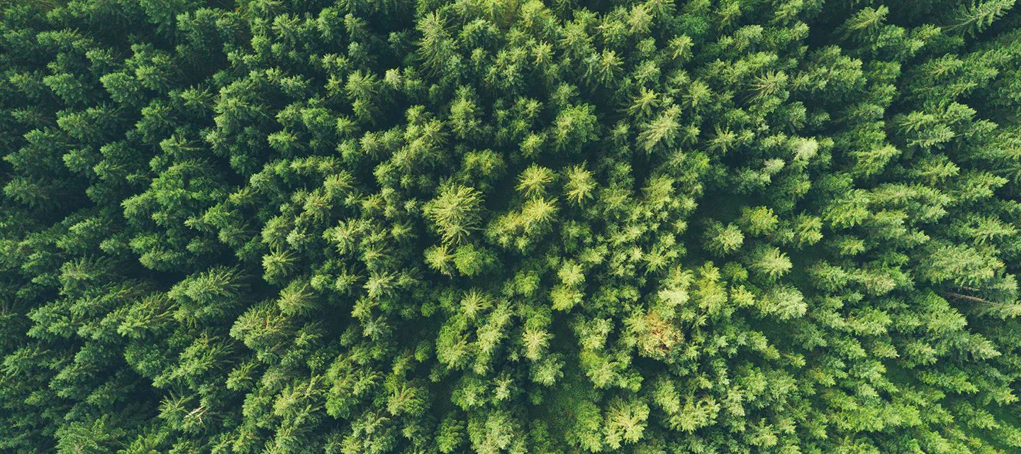Looking down at a grove of trees from the sky