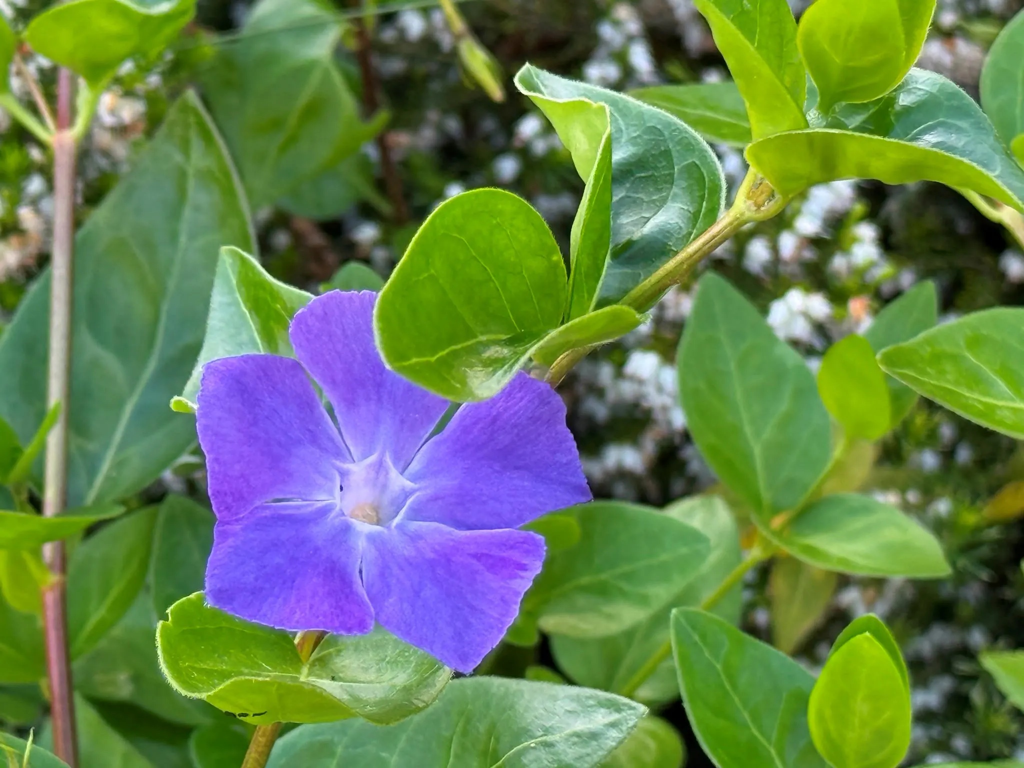 voilet-blue pinwheel flower