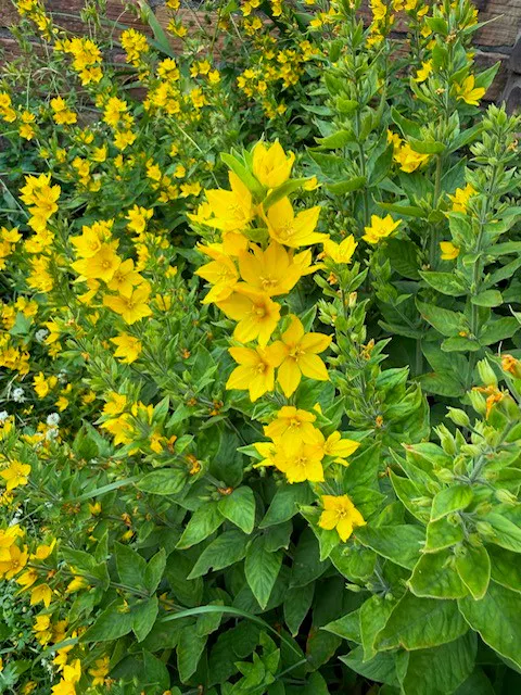 star shaped yellow flowers up tall spikes